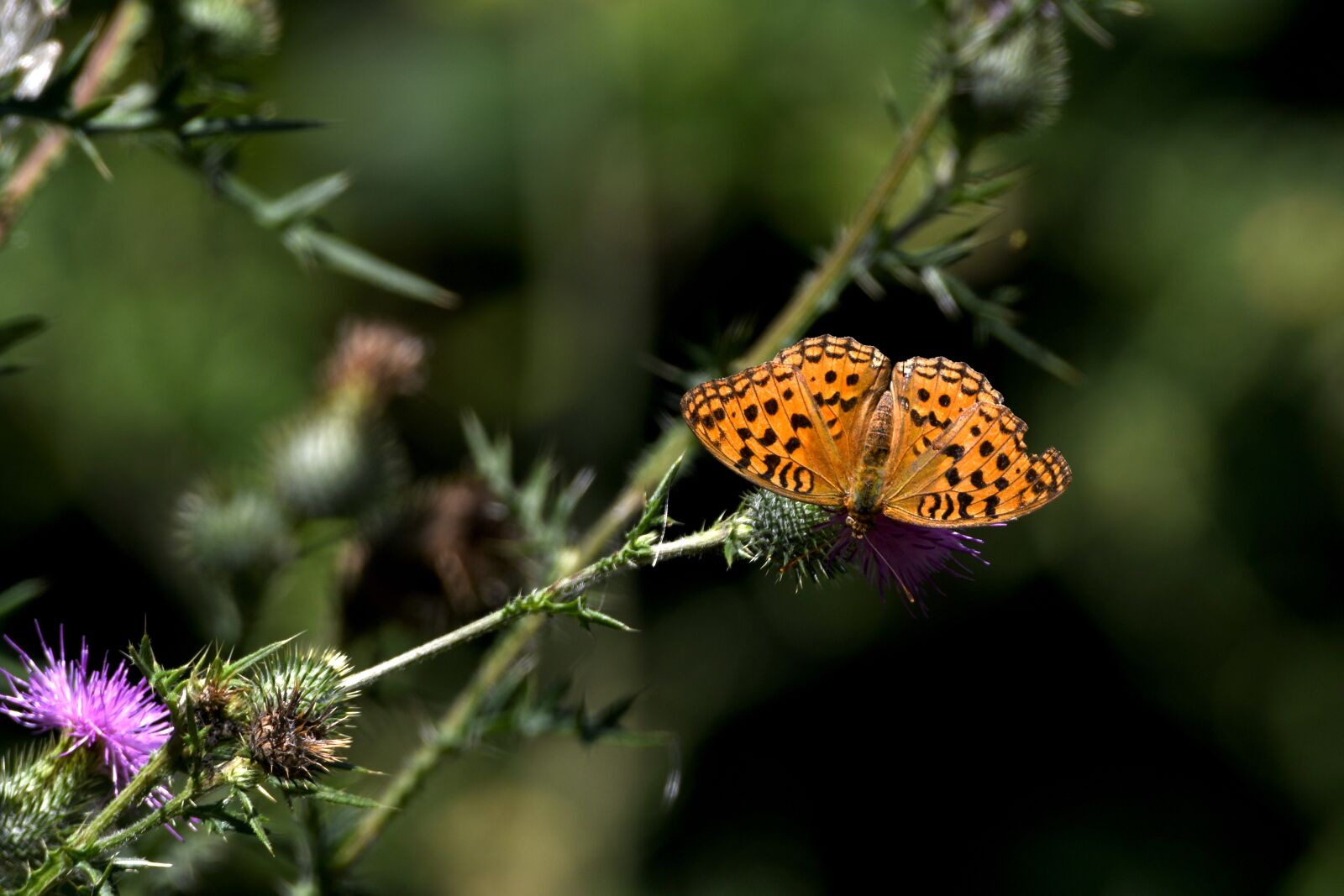 Nikon D7500 sample photo. Butterfly, ali, color photography