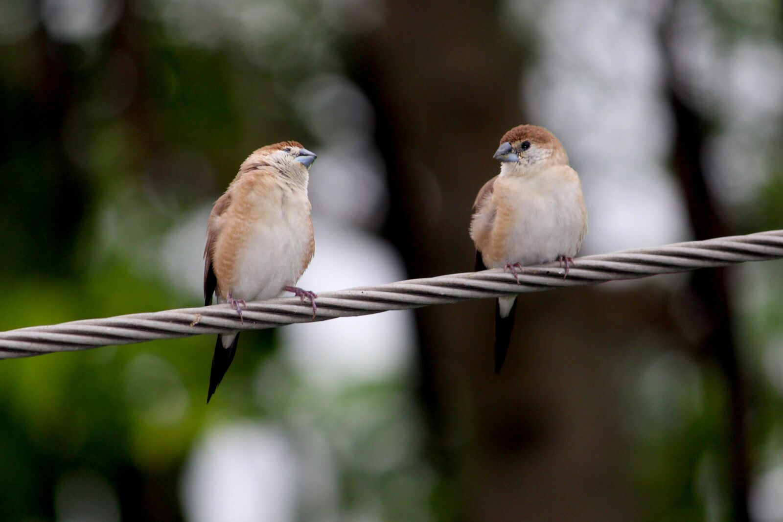 Canon EOS 700D (EOS Rebel T5i / EOS Kiss X7i) sample photo. Together, love, birds photography