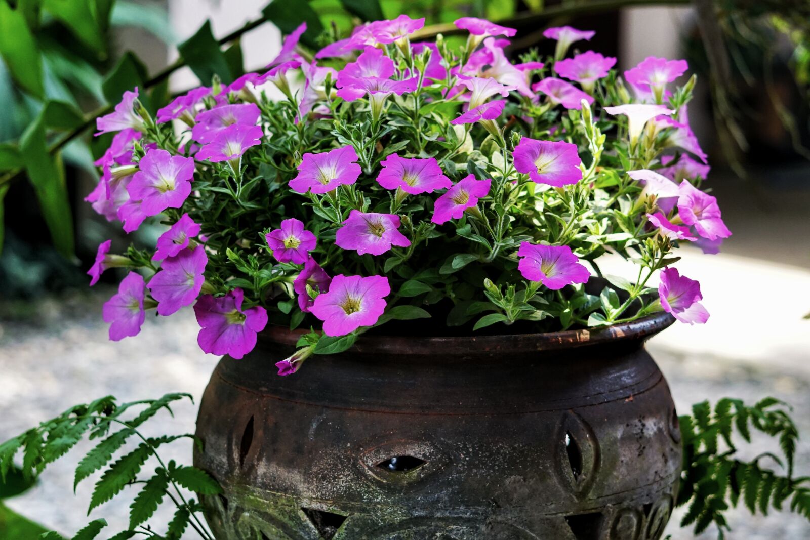 Sony a6300 sample photo. Petunia, display, container photography