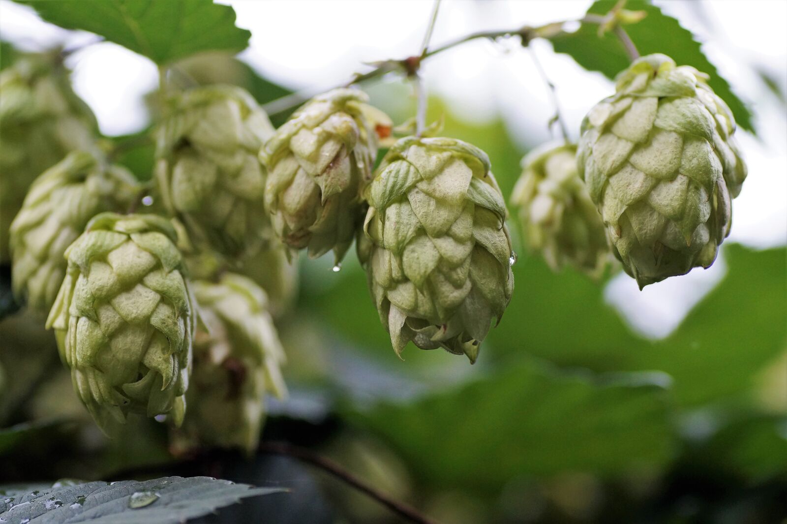 Sony SLT-A58 sample photo. Hops, wild, hop photography
