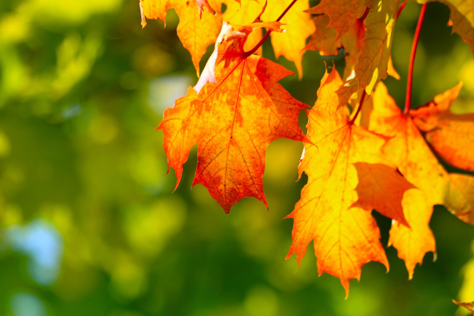 Canon EF 70-300mm F4-5.6 IS USM sample photo. Foliage, colors, autumn photography