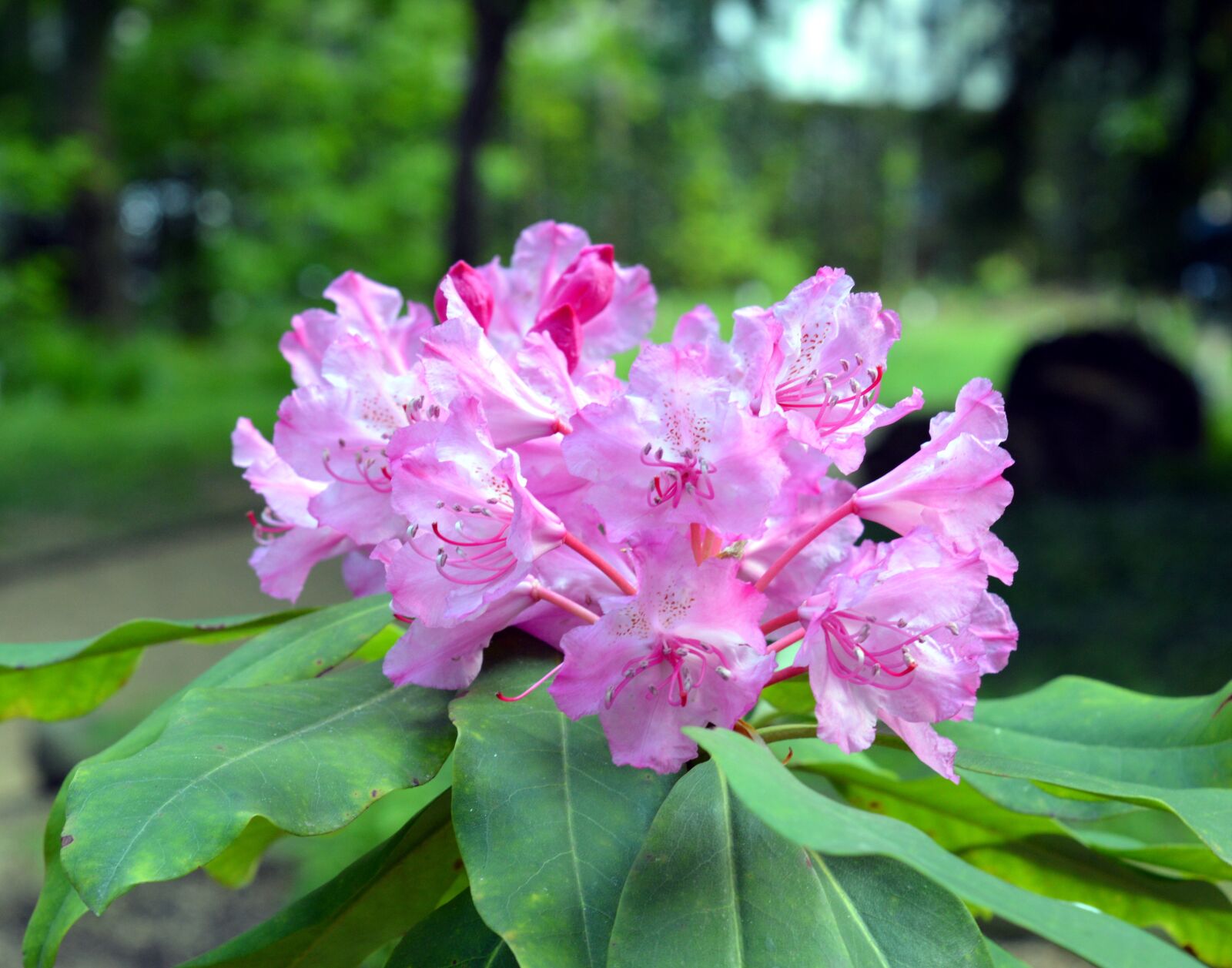 Nikon D3200 sample photo. Azalea, rhododendron, flowers photography