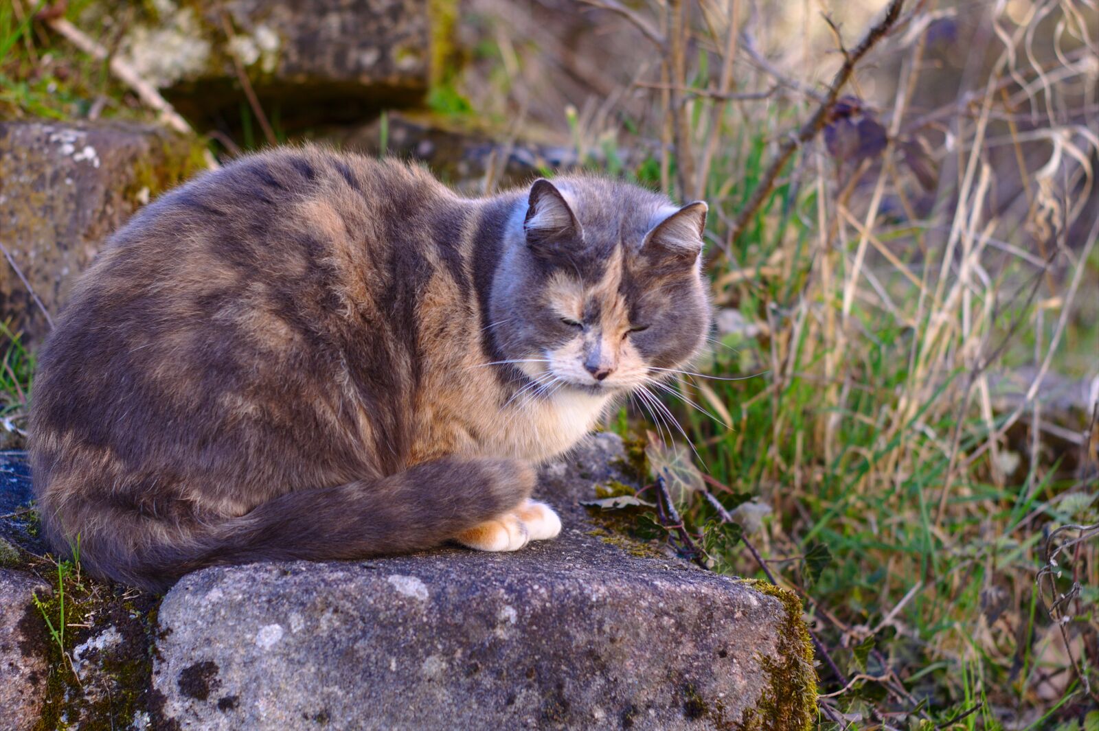 Canon EOS 1100D (EOS Rebel T3 / EOS Kiss X50) sample photo. Cat, pierre, animals photography