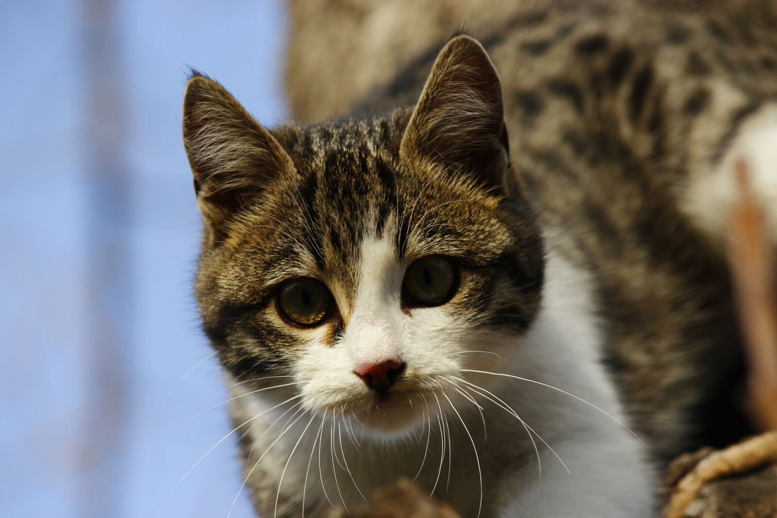 Canon EF-S 55-250mm F4-5.6 IS II sample photo. Cat, animal, overview photography