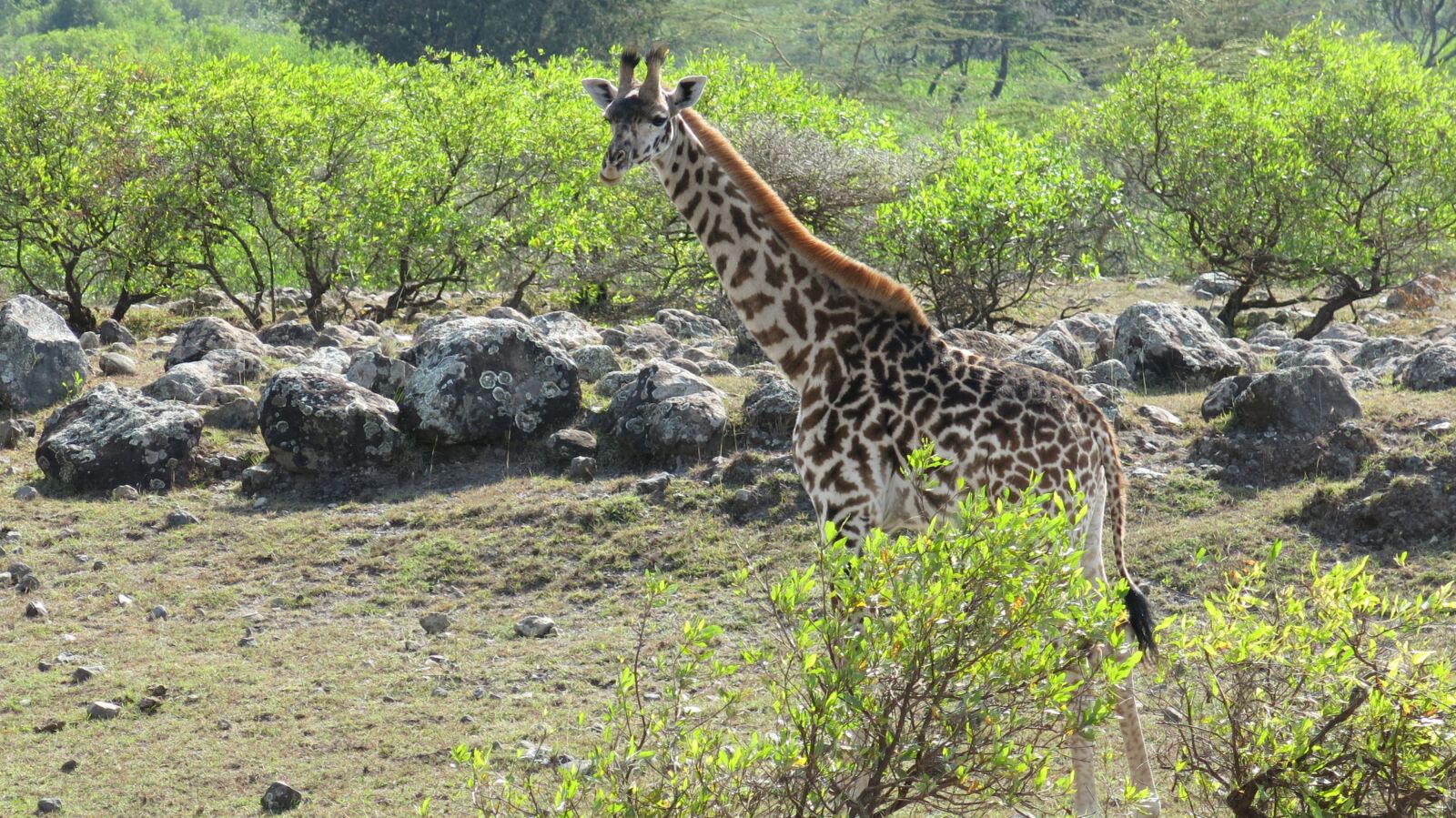Canon PowerShot G15 sample photo. Giraffe, national park, tanzania photography