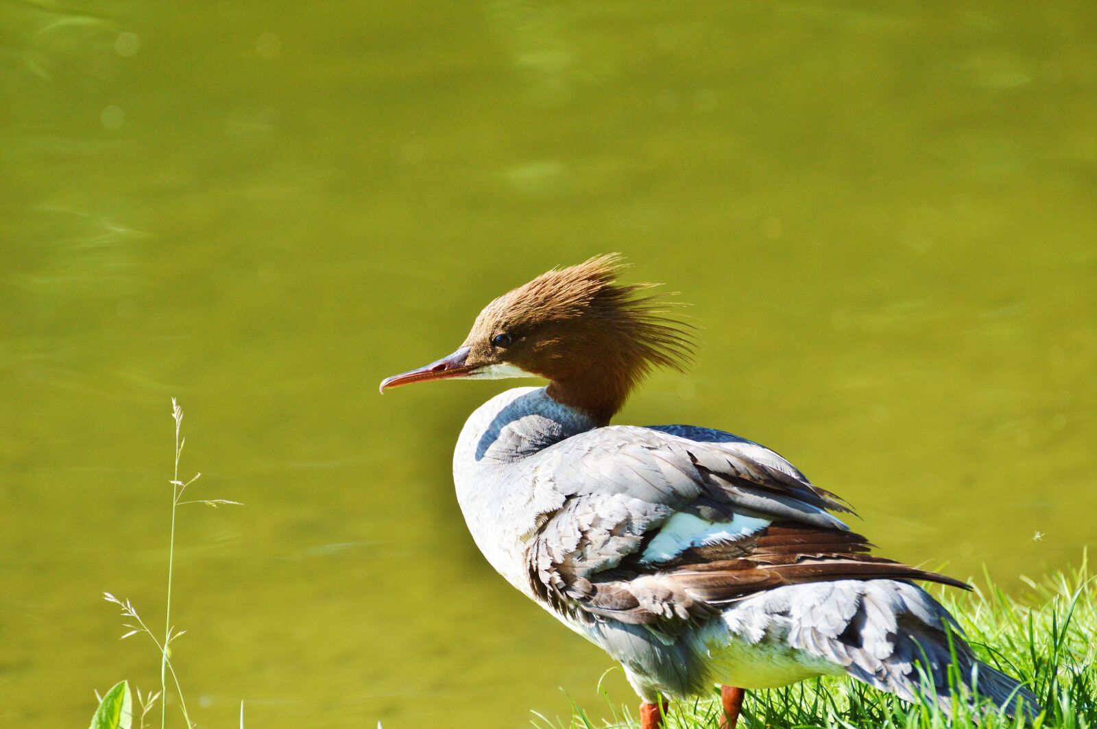Nikon D3200 sample photo. Merganser, ducks, waterfowl photography