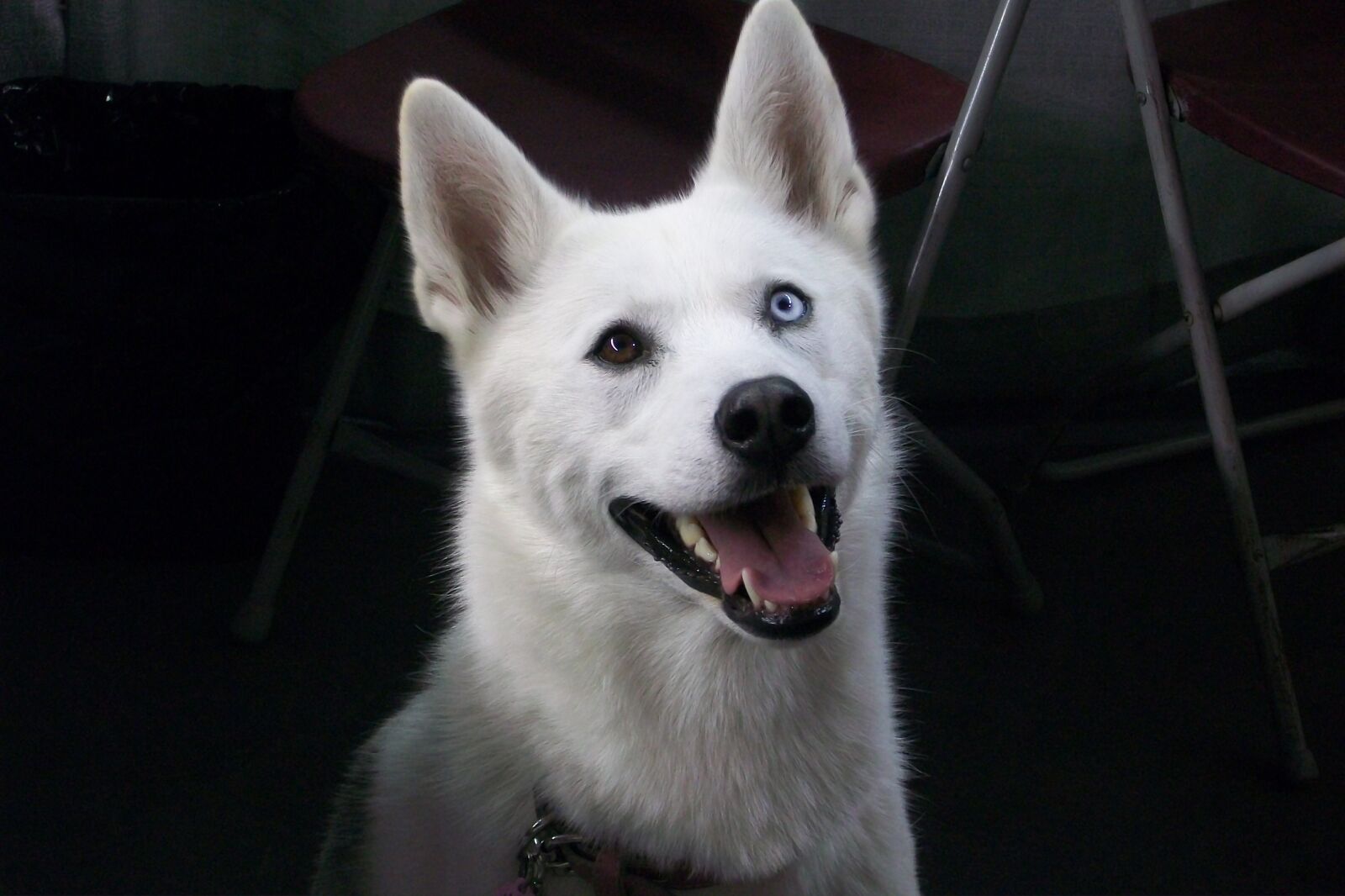 Kodak EASYSHARE M1063 DIGITAL CAMERA sample photo. Dog, animals, dogs photography