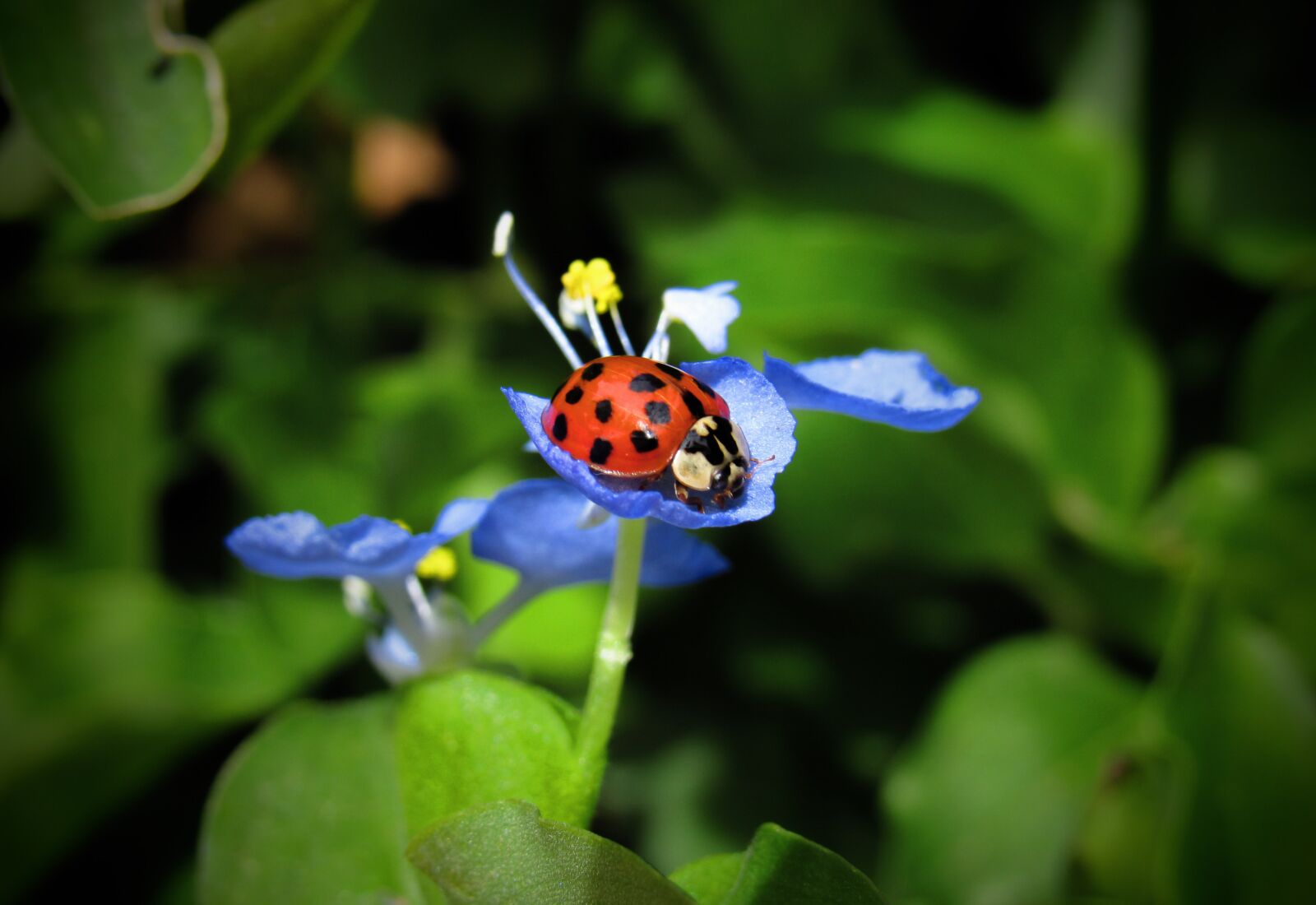 Canon PowerShot SX530 HS sample photo. Ladybug, bug, beetle photography
