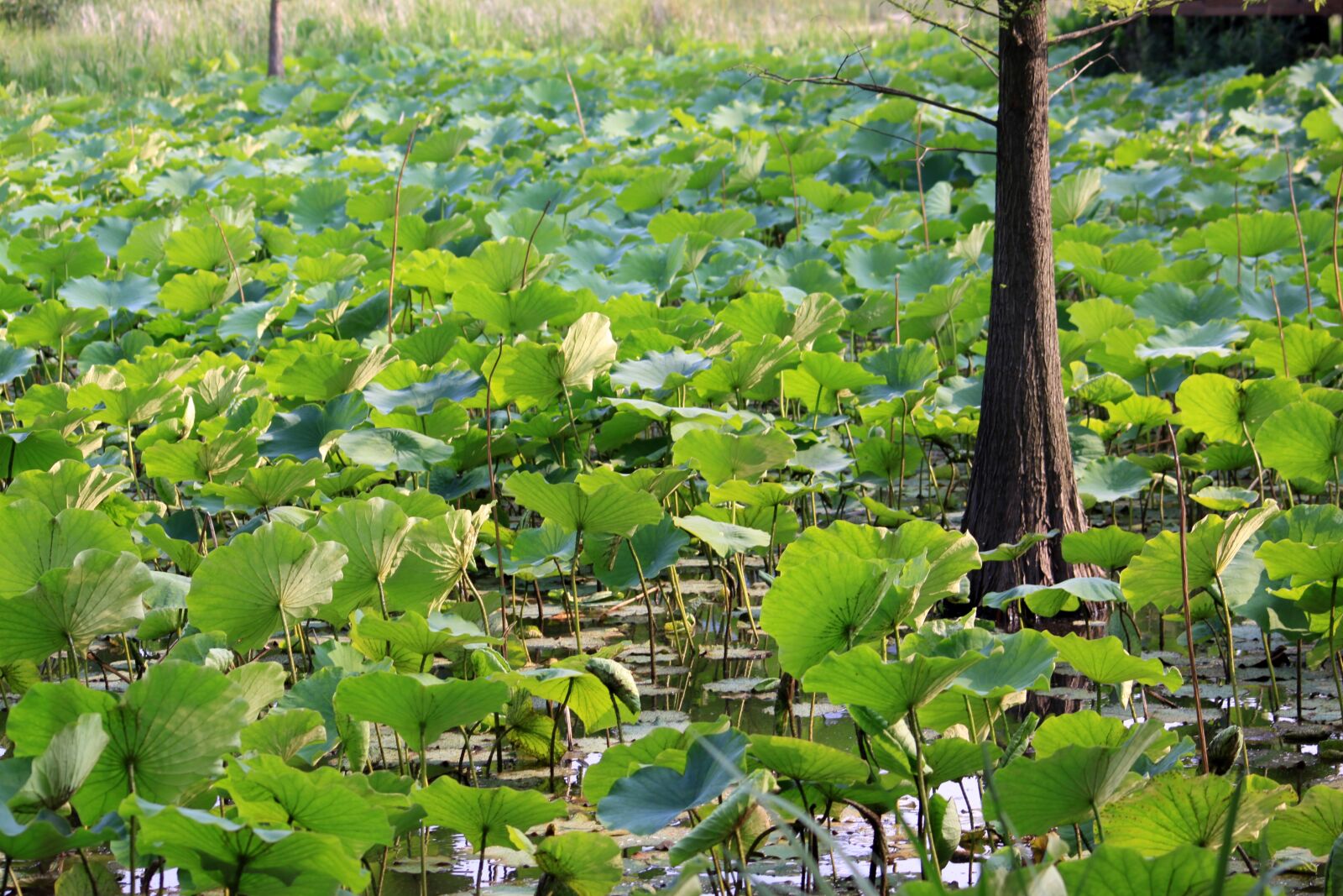Canon EOS 50D sample photo. Lotus leaf, kite, lotus photography