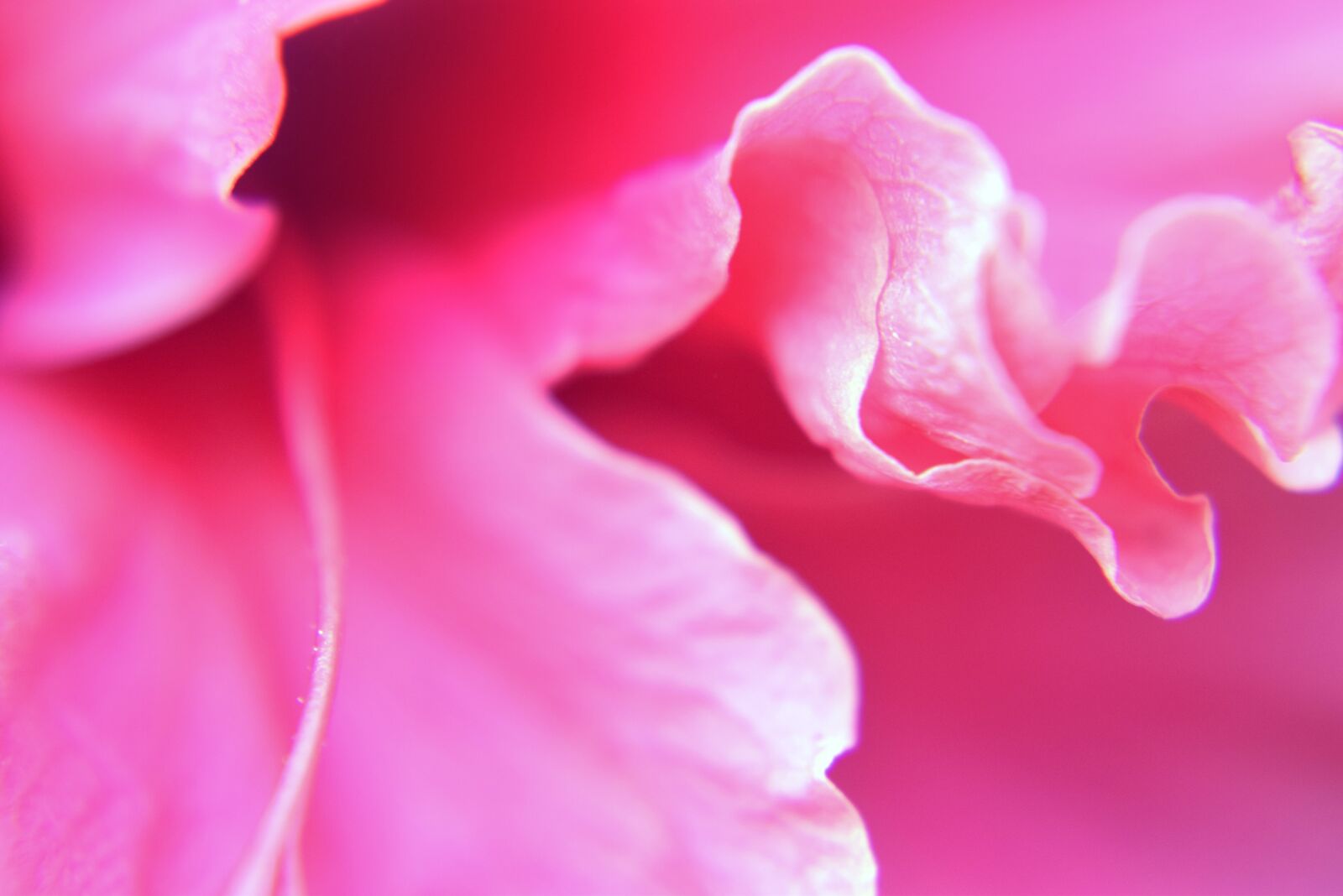 Nikon D5300 sample photo. Hibiscus, flower, nature photography