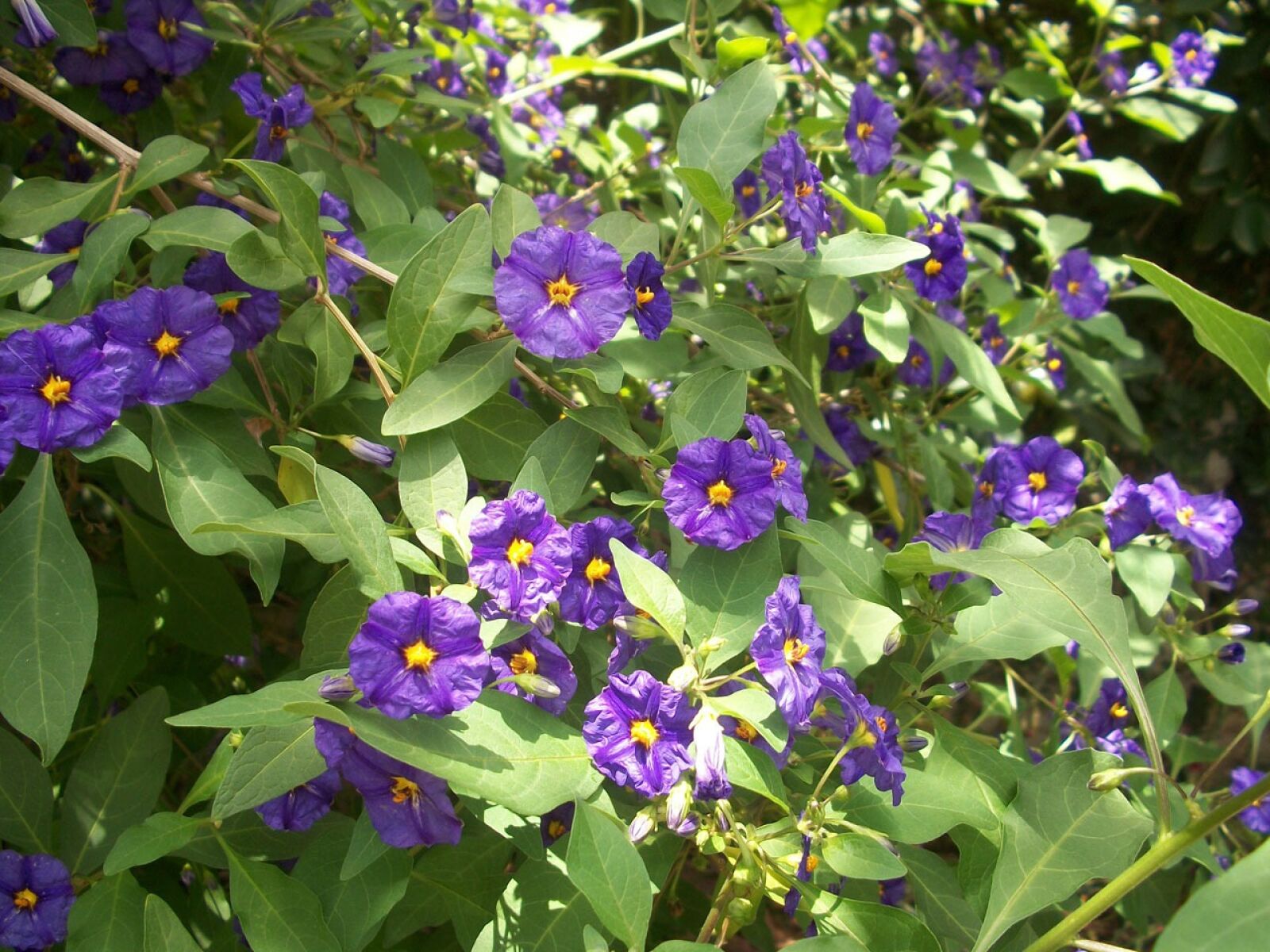 Kodak EASYSHARE M340 DIGITAL CAMERA sample photo. Flower, flowers, bush photography