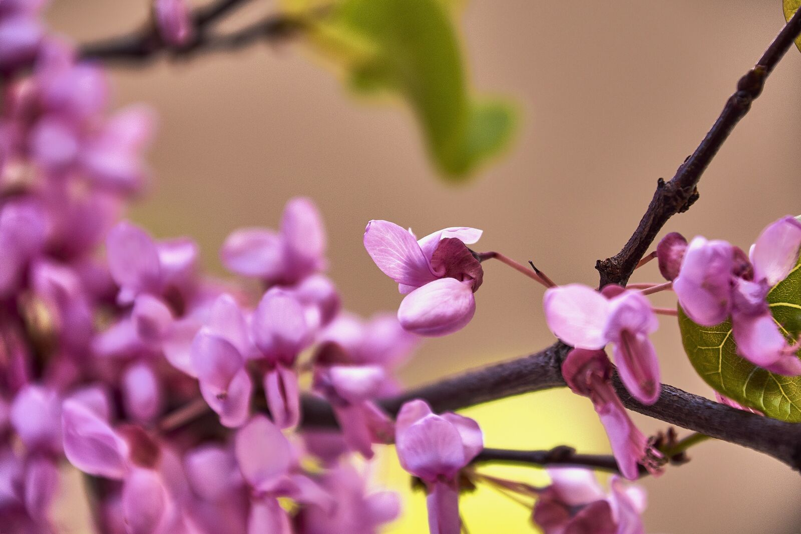 Nikon D7200 sample photo. Cherry, flower, rosa photography
