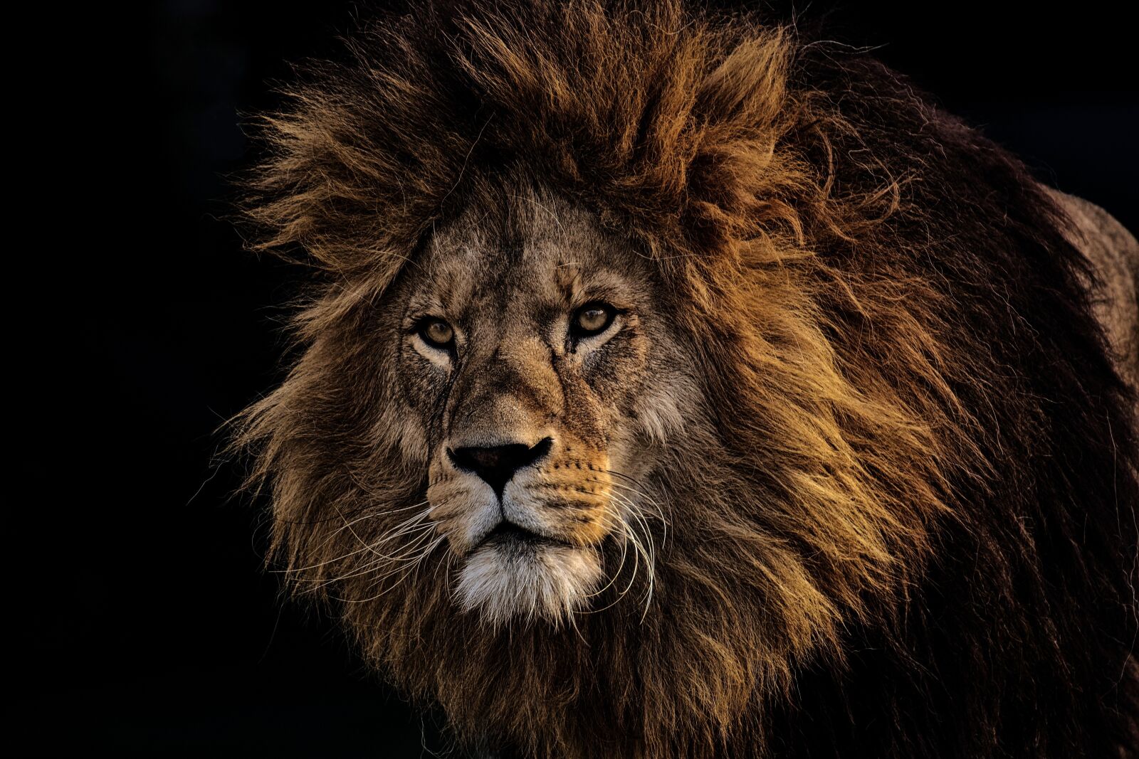 Nikon D7200 sample photo. Lion, predator, dangerous photography