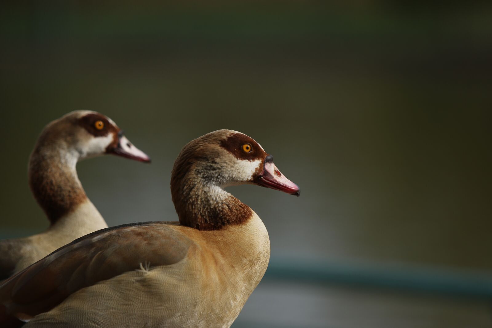 Canon EOS 7D Mark II sample photo. Animals, geese, egyptian goose photography