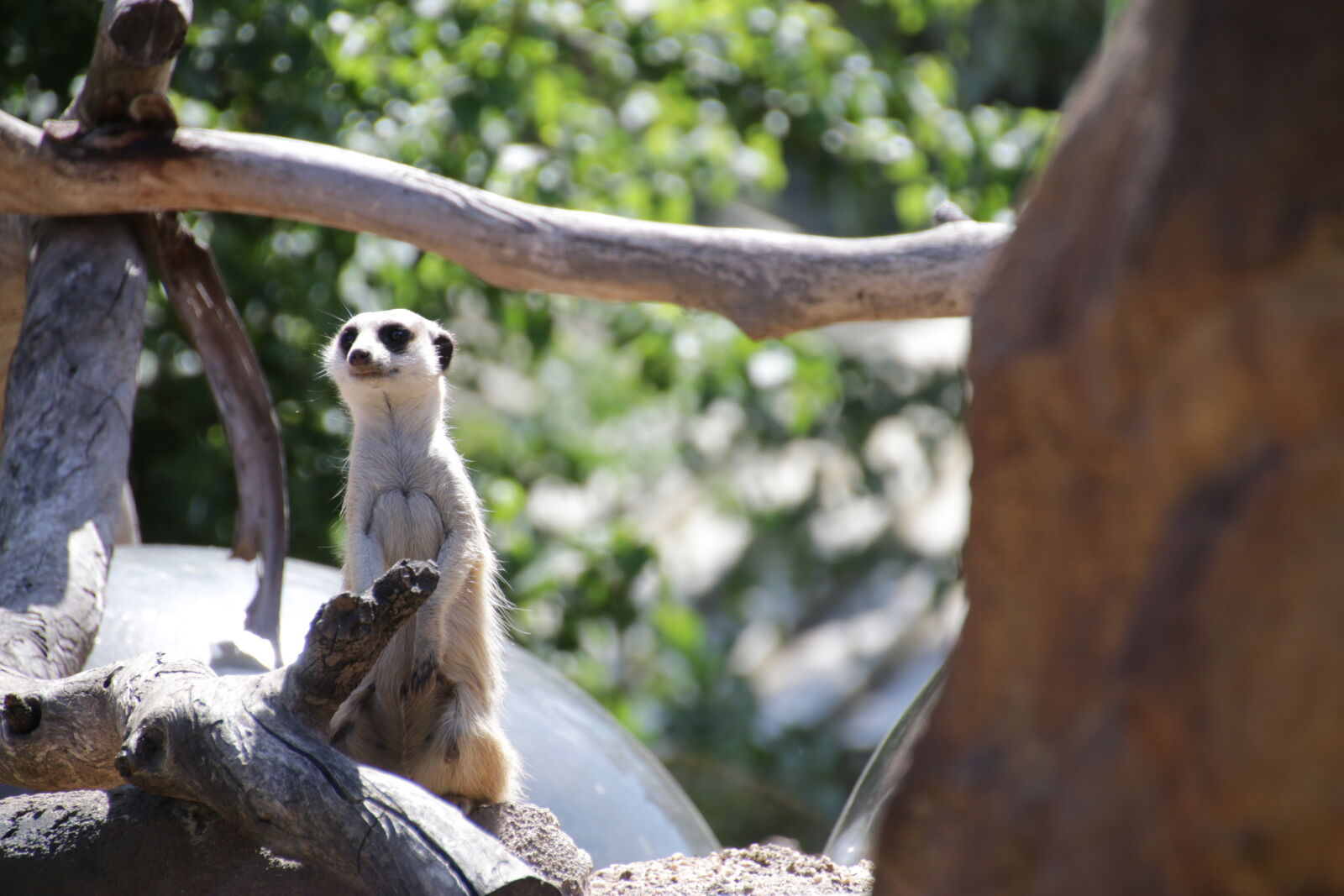 Canon EOS 70D + Tamron 18-270mm F3.5-6.3 Di II VC PZD sample photo. Meerkat, zoo photography