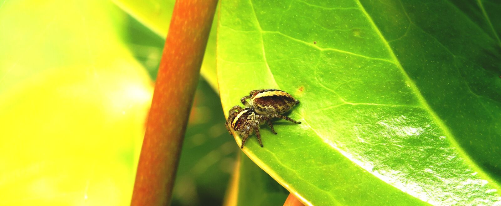 Canon PowerShot SX50 HS sample photo. Macro, insect, spider hunter photography
