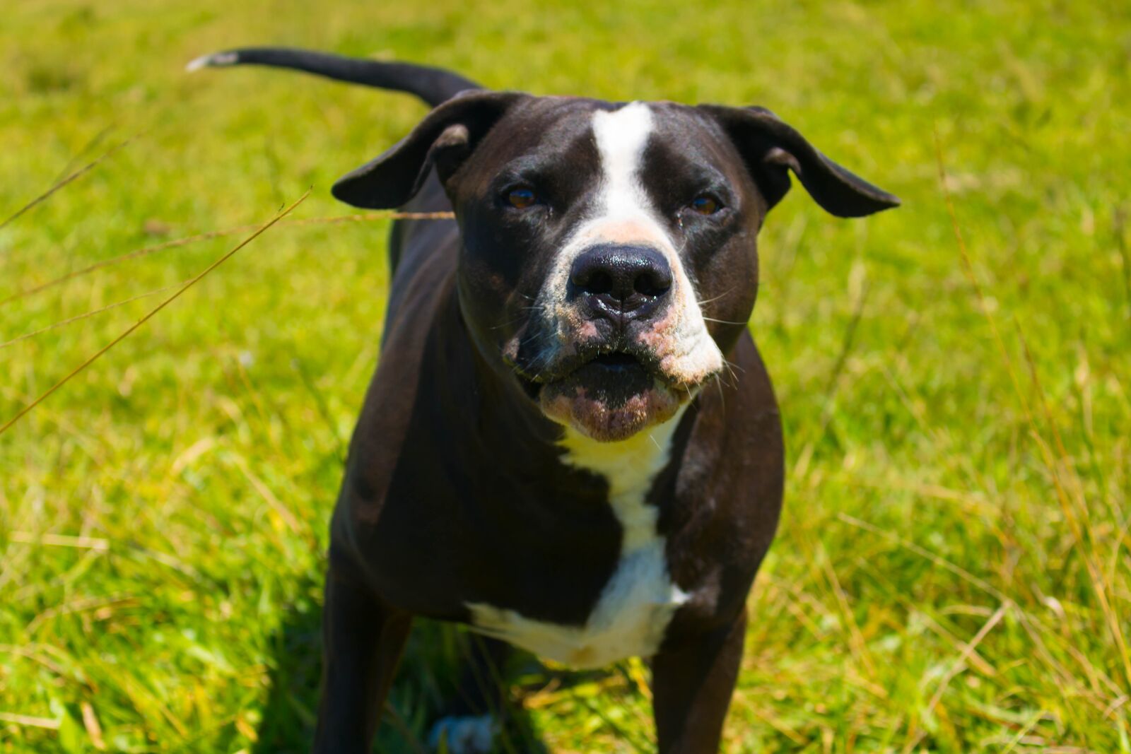 Canon EOS 750D (EOS Rebel T6i / EOS Kiss X8i) sample photo. Dog, pitbull, puppy photography