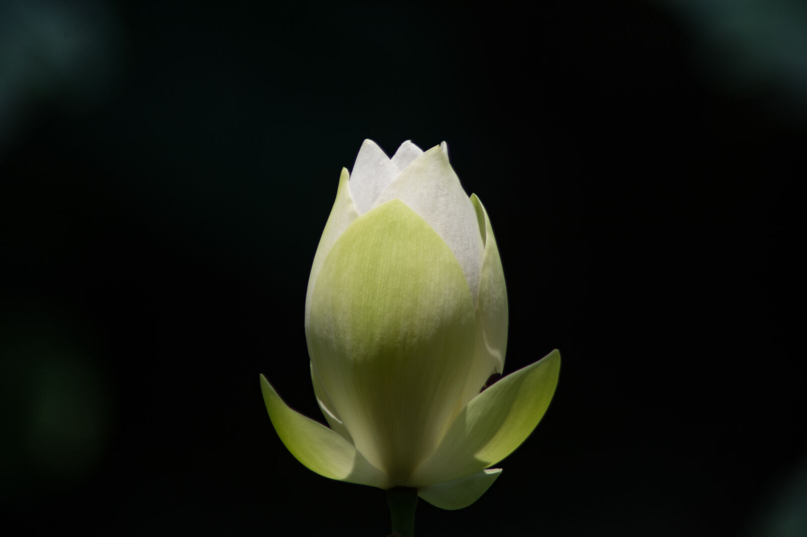 Nikon Df sample photo. Black, flower, flowers, lotus photography