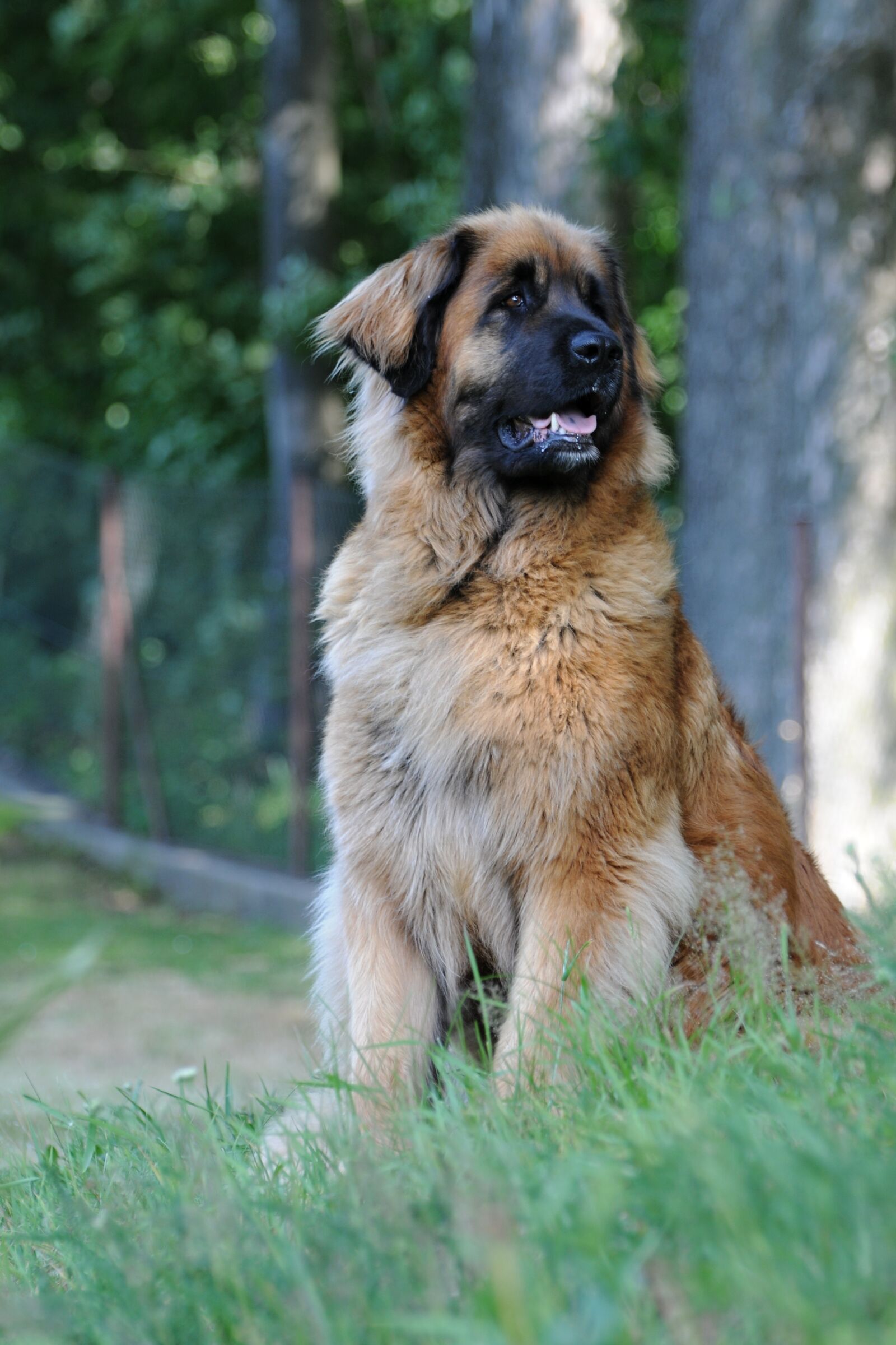 Nikon D300 sample photo. Leonberger, dog, animal photography