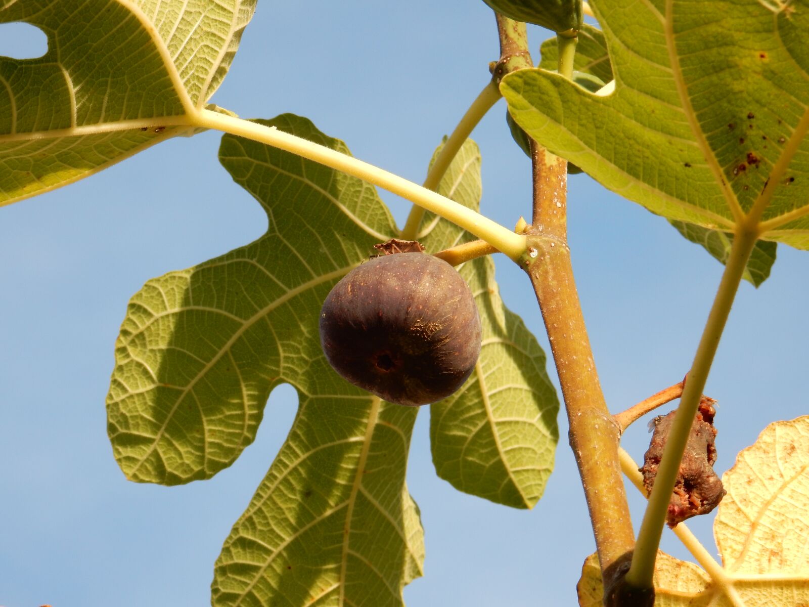 Nikon Coolpix S9900 sample photo. Fall, autumn, fig photography