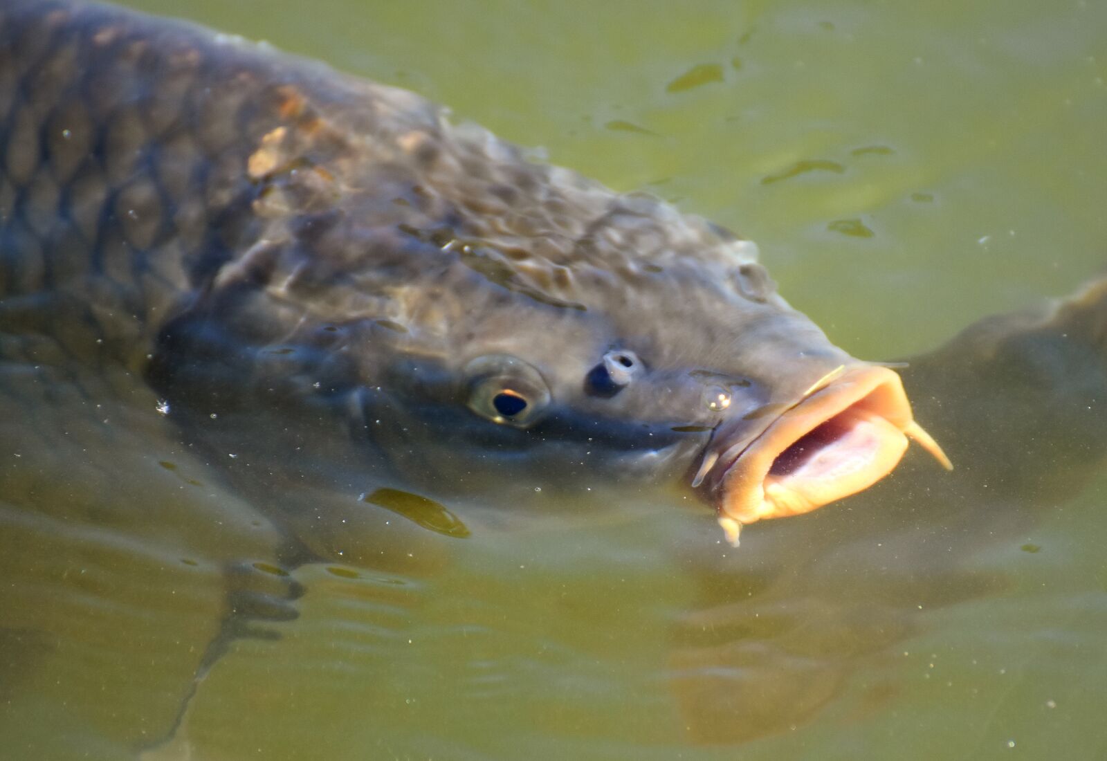Nikon D7200 sample photo. Carp, fish, water photography