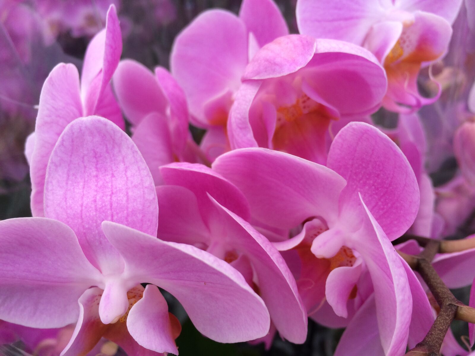 iPhone 5s back camera 4.15mm f/2.2 sample photo. Orchids, admiration, beauty photography