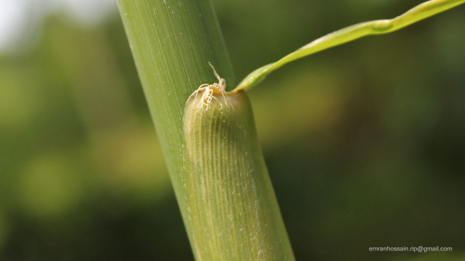 Canon EOS 1100D (EOS Rebel T3 / EOS Kiss X50) sample photo. Nature, nice, wallpaper photography