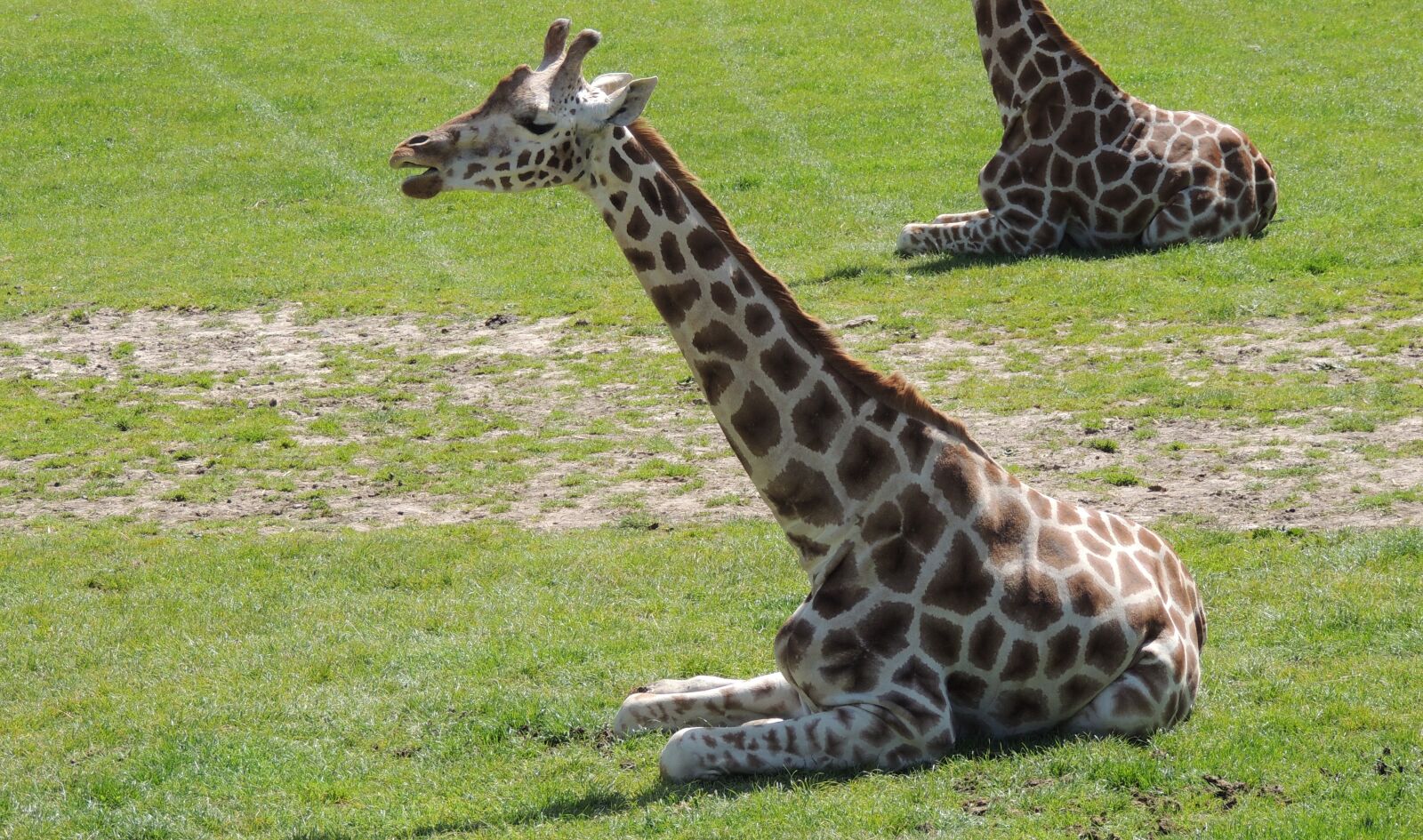 Nikon Coolpix P510 sample photo. Resting, giraffes, zoo photography