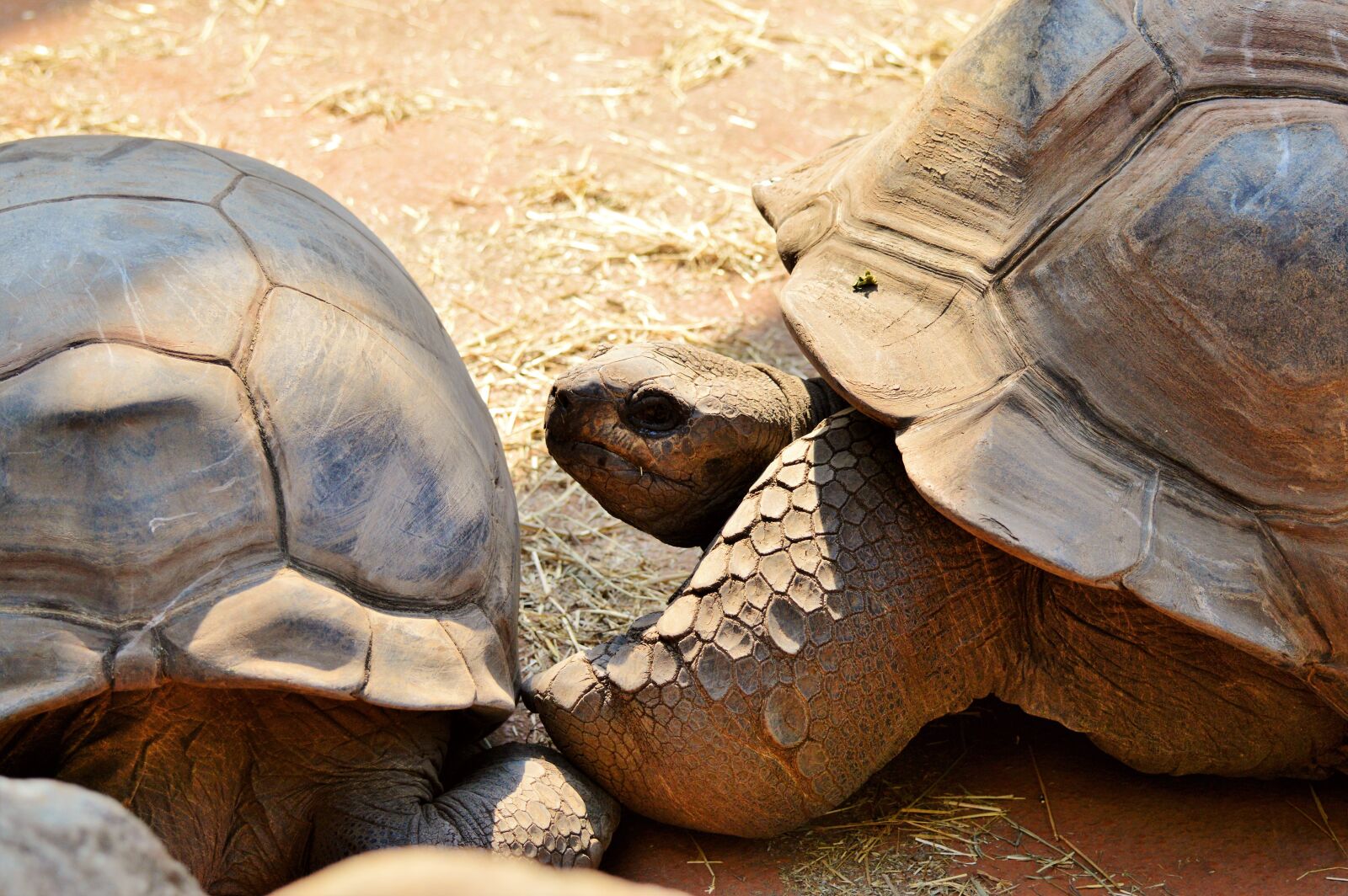 Nikon D3200 sample photo. Turtle, reptile, tortoise photography