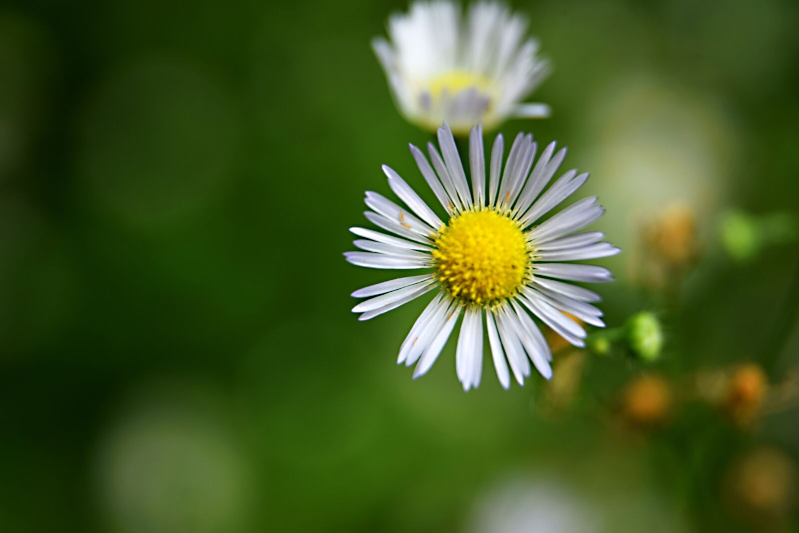 Nikon D5300 sample photo. Field bloom, meadow, flower photography