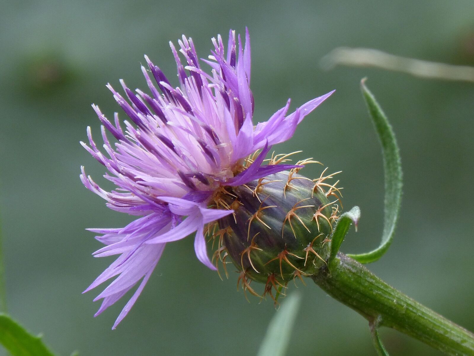 Panasonic DMC-FZ62 sample photo. Thistle, detail, beauty photography
