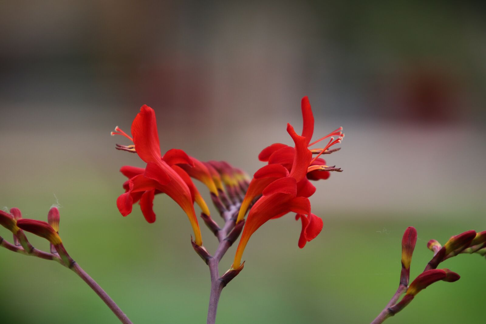Canon EOS 800D (EOS Rebel T7i / EOS Kiss X9i) sample photo. Flowers, red, scarlet photography