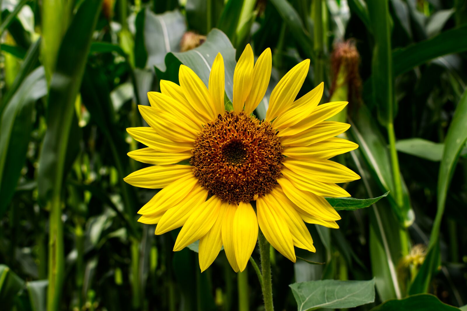 Nikon D3300 sample photo. Sunflower, flower, summer photography
