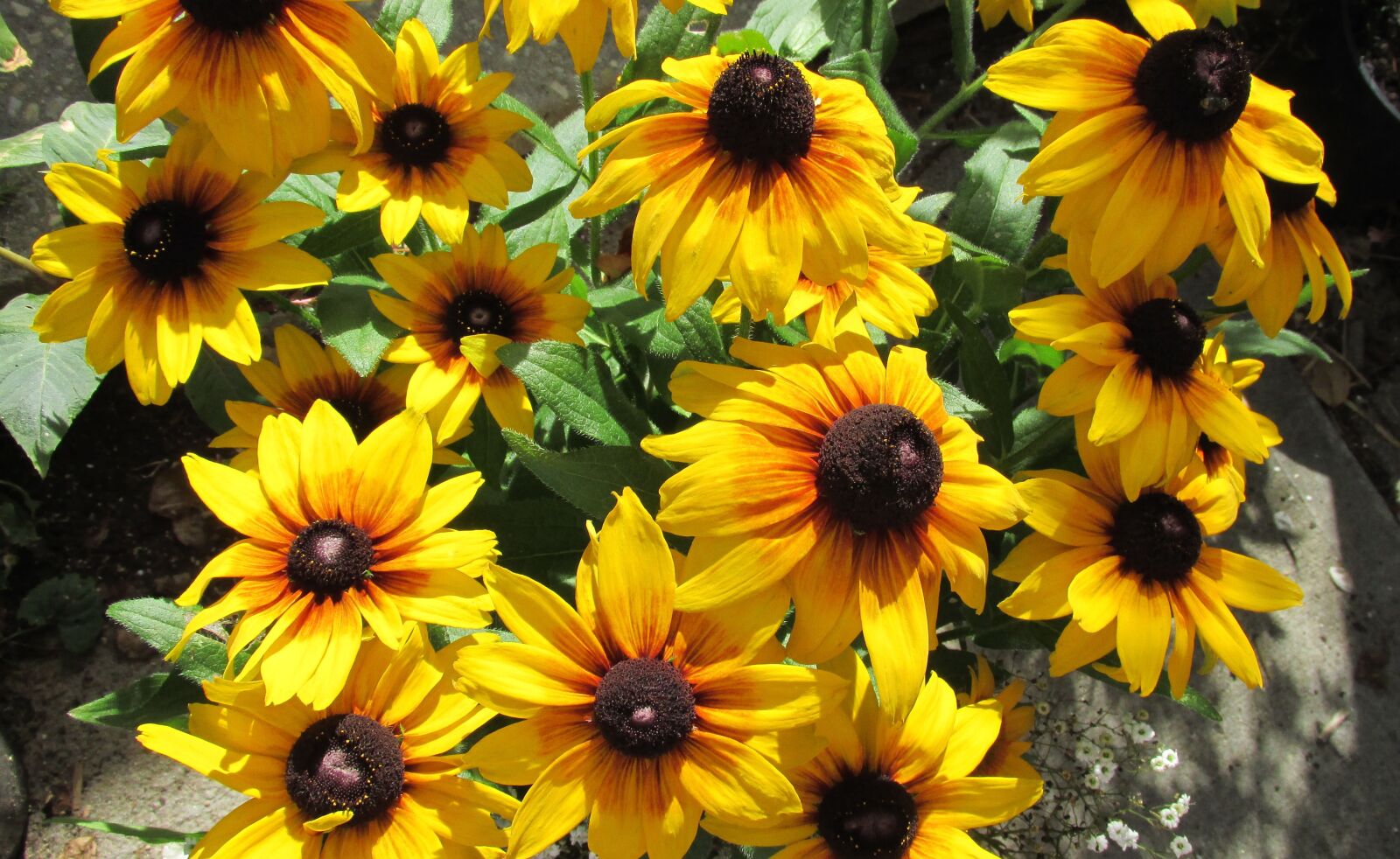 Canon PowerShot SX170 IS sample photo. Daisies, flowers, summer photography