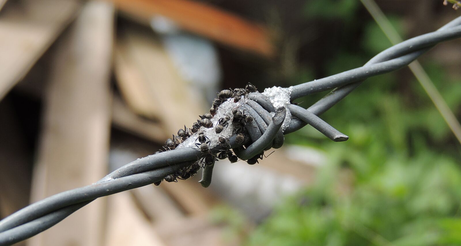 Nikon Coolpix P510 sample photo. Macro, insect, ants photography