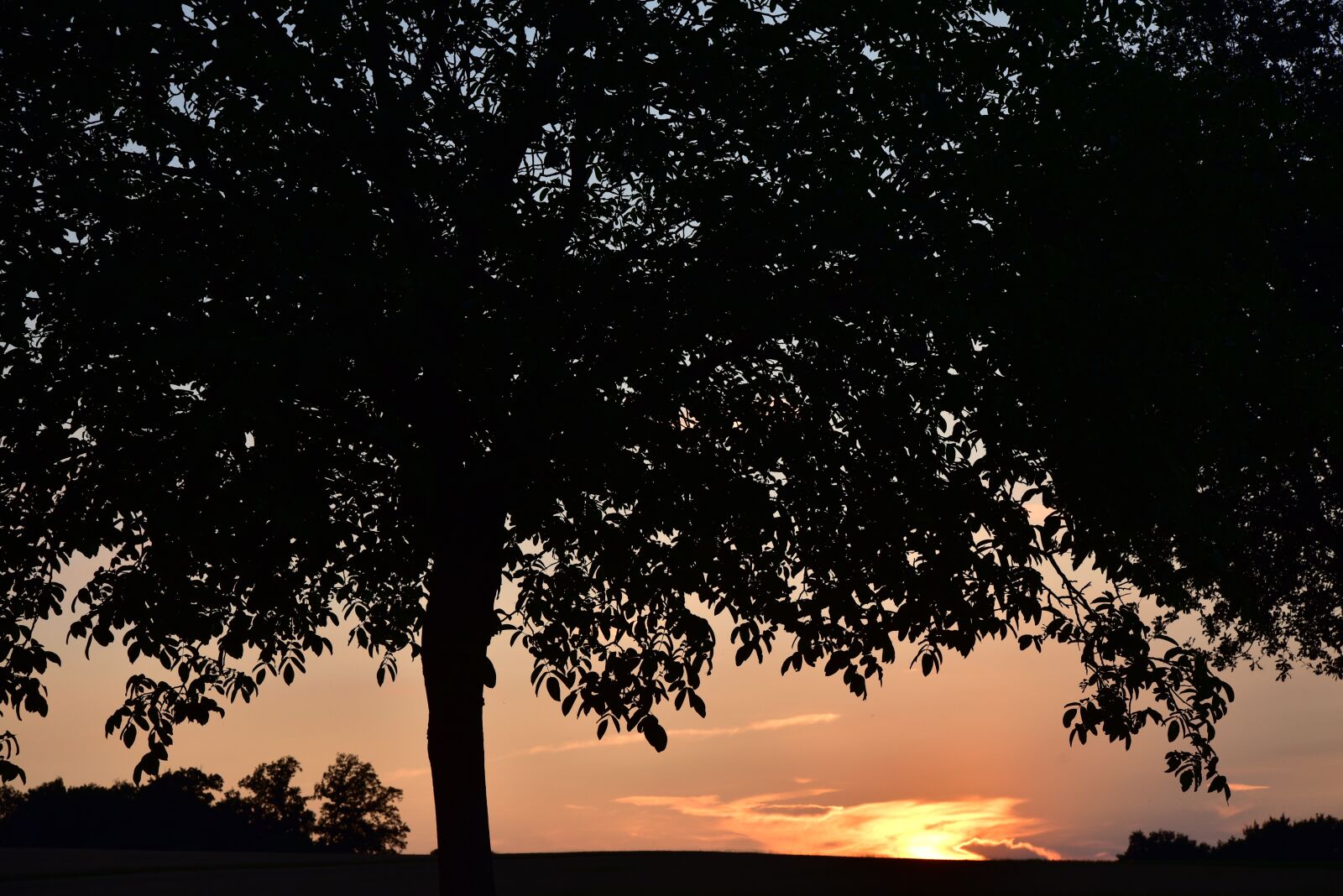 Nikon D750 sample photo. Tree, sunset, nature photography