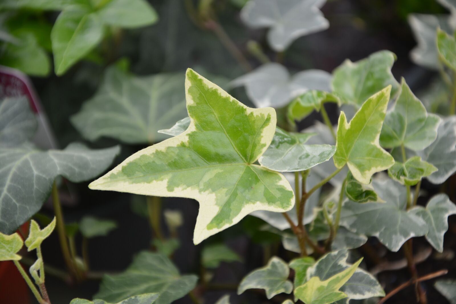 Nikon D5200 sample photo. Ivy leaf, plant, ivy photography