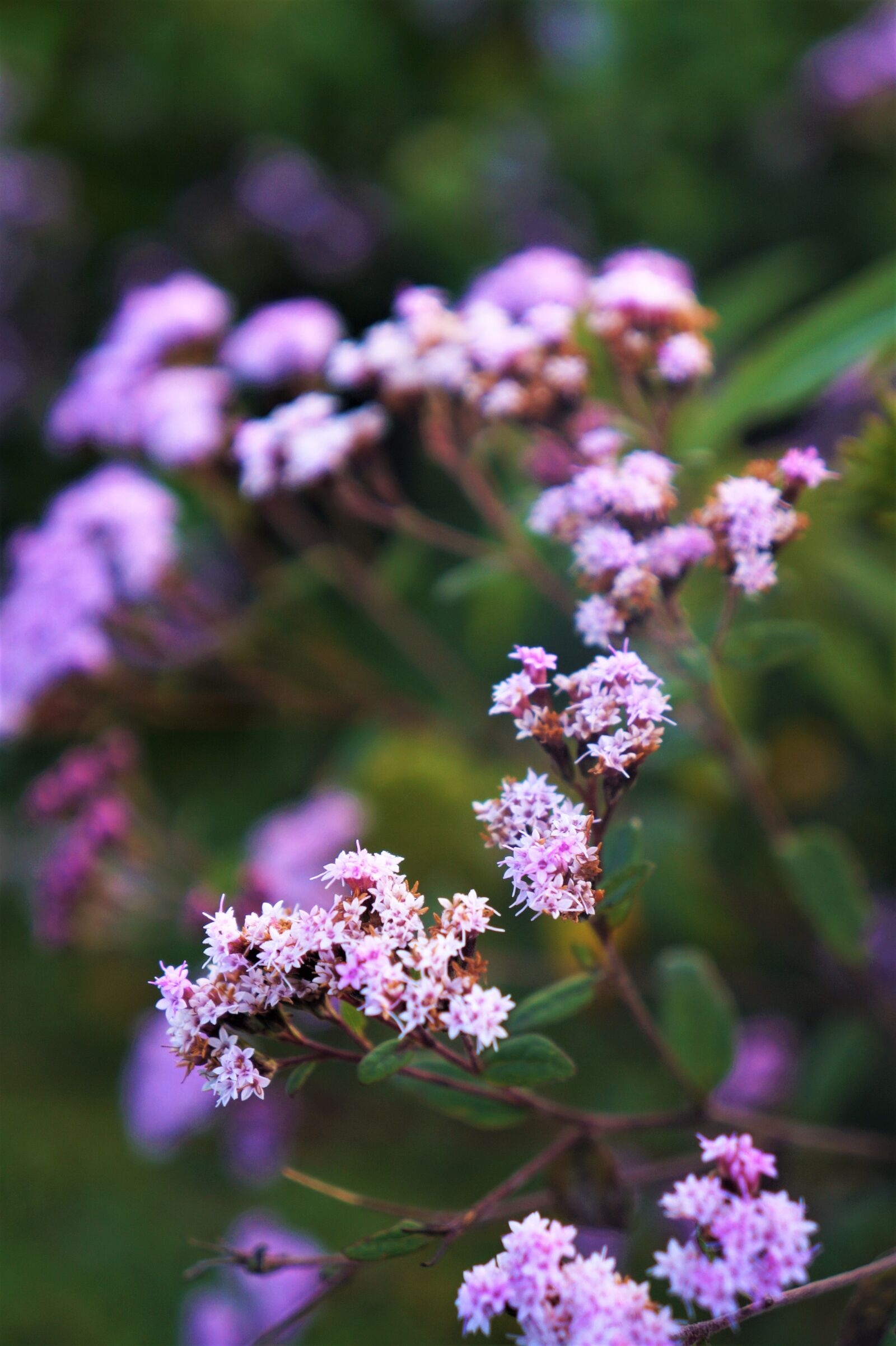 Sony Alpha a3000 + Sony E 18-55mm F3.5-5.6 OSS sample photo. Wild flowers, pink, nature photography