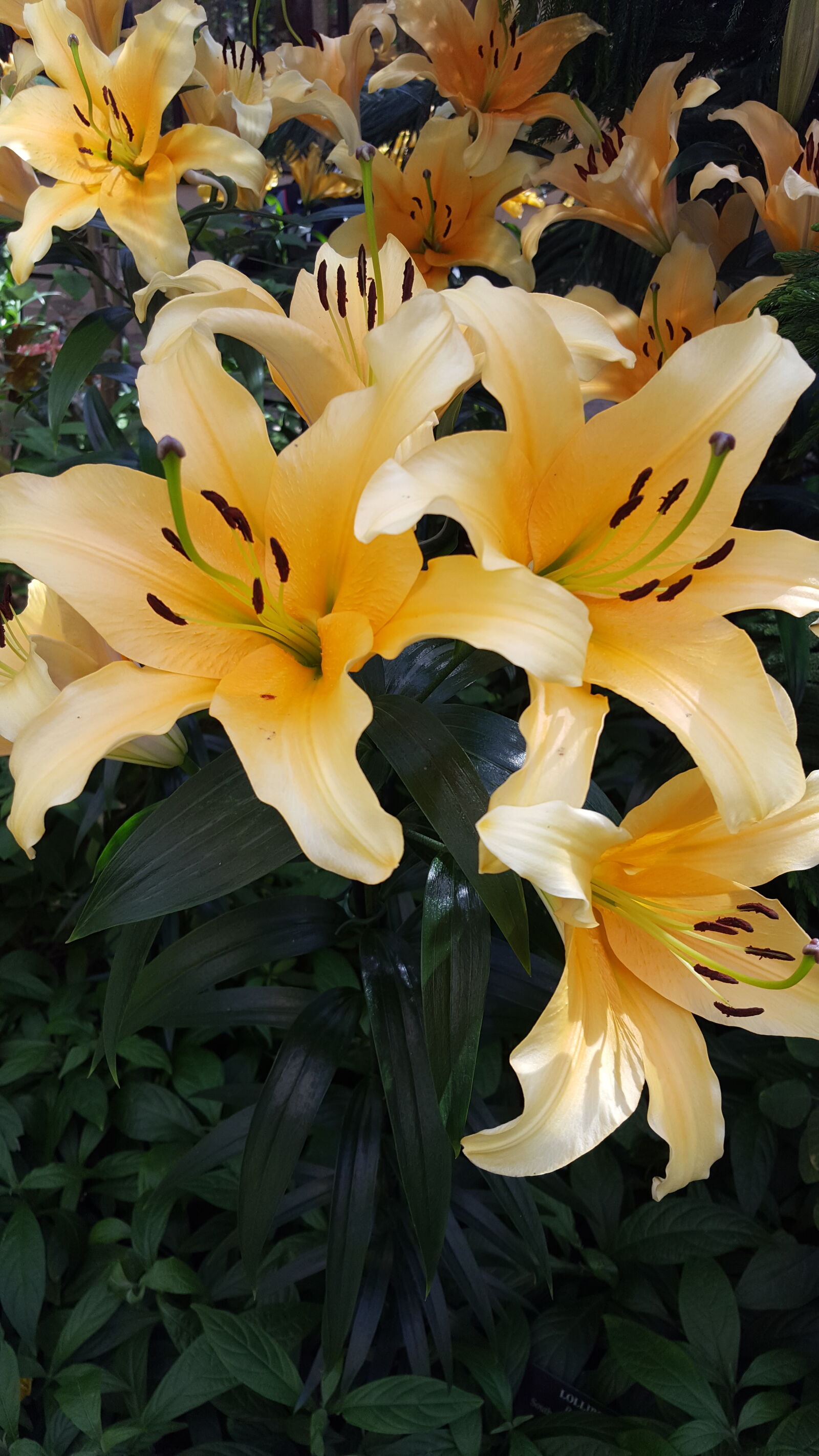 Samsung Galaxy S6 sample photo. Lily photography