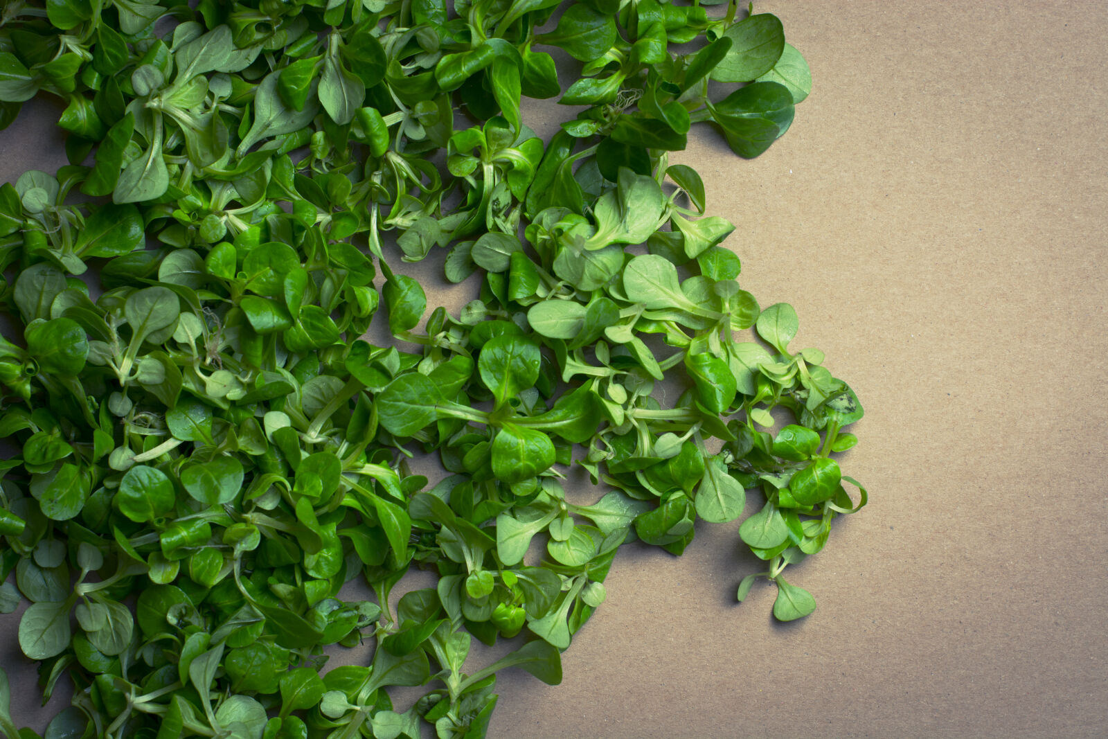 Nikon AF-S Nikkor 50mm F1.4G sample photo. Lambs, lettuce, lettuce, vegetables photography