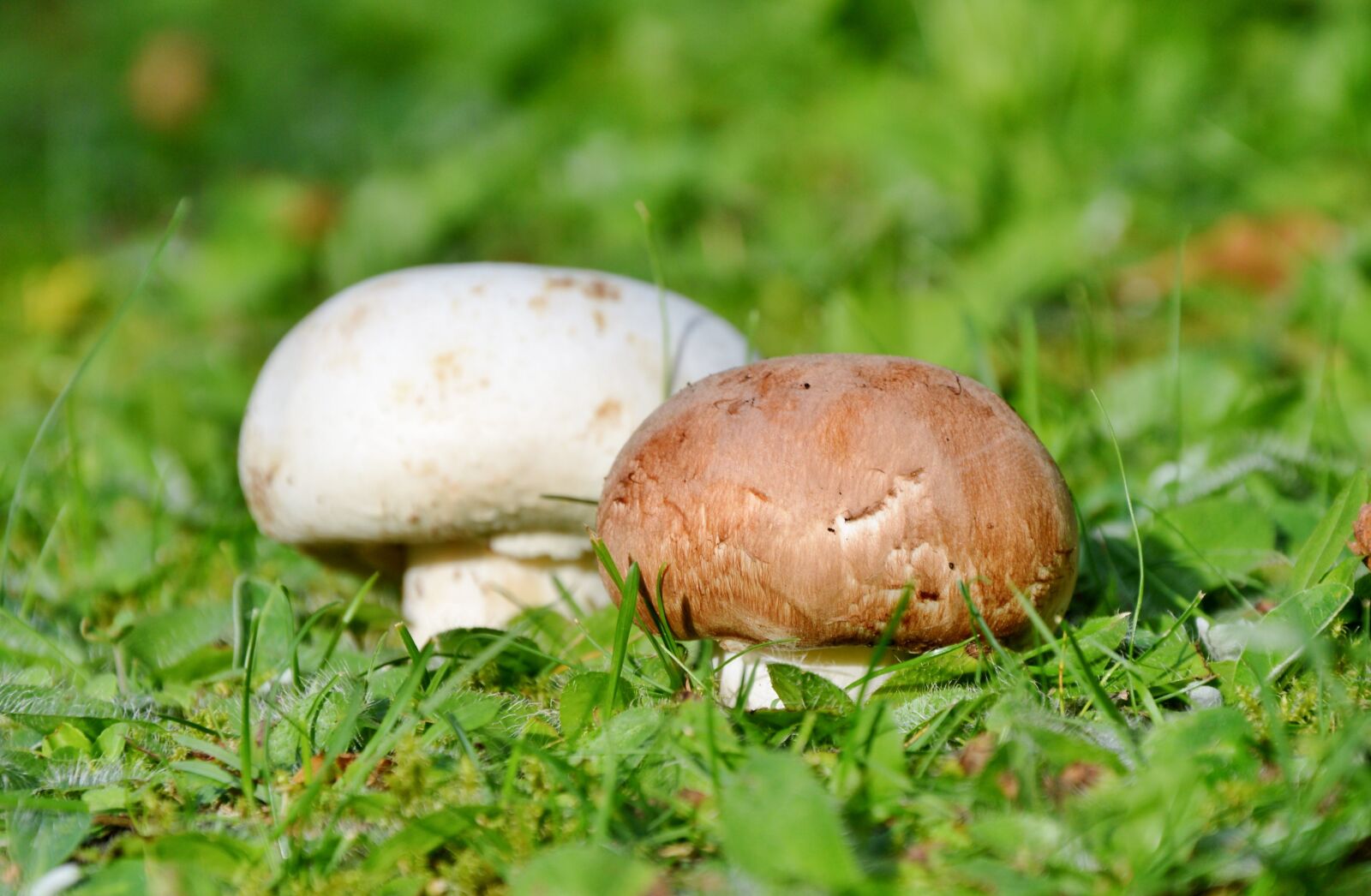 Nikon D3200 sample photo. Mushroom, egerling, disc fungus photography