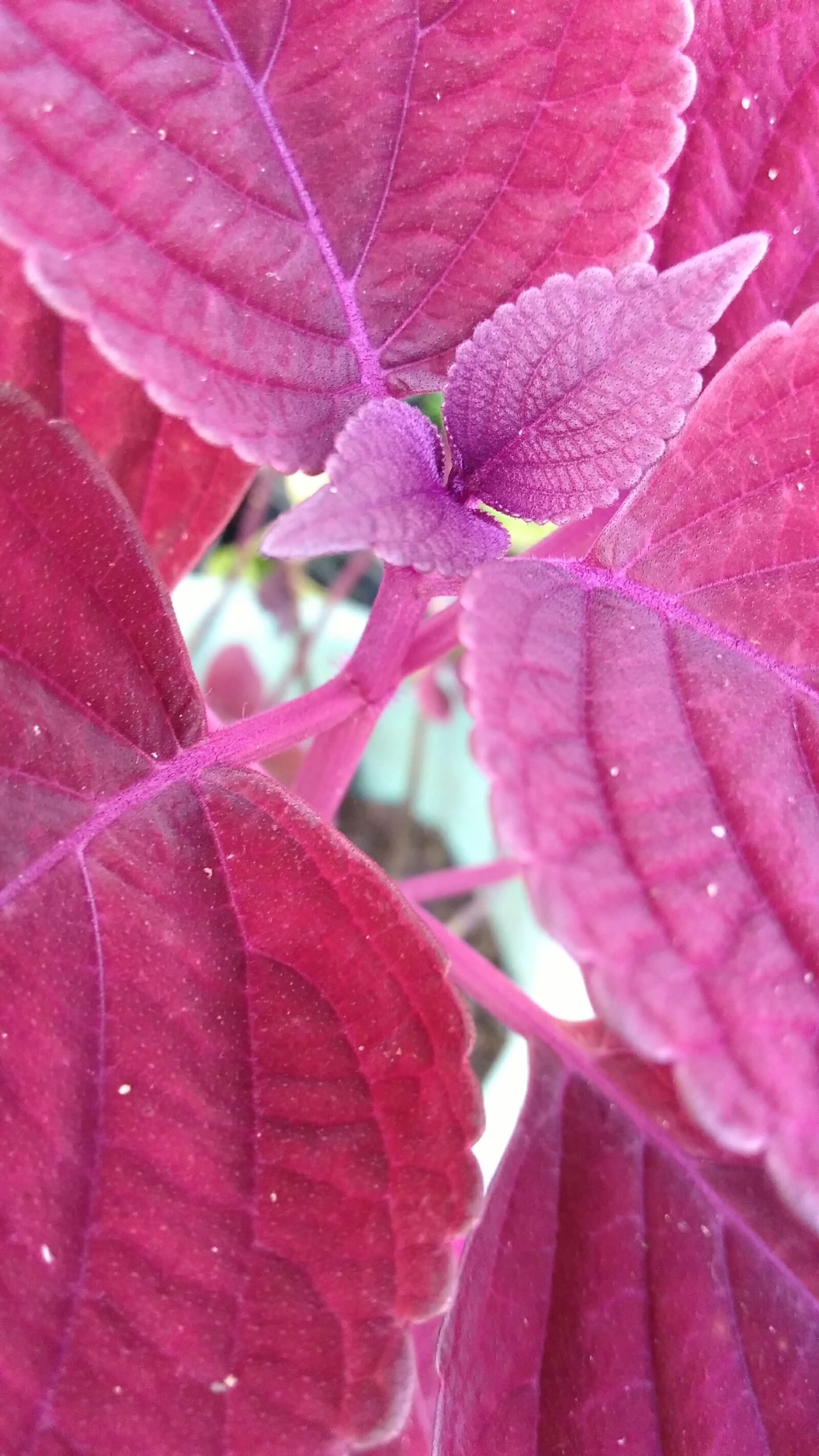 Motorola Moto G Play sample photo. Purple, plant photography
