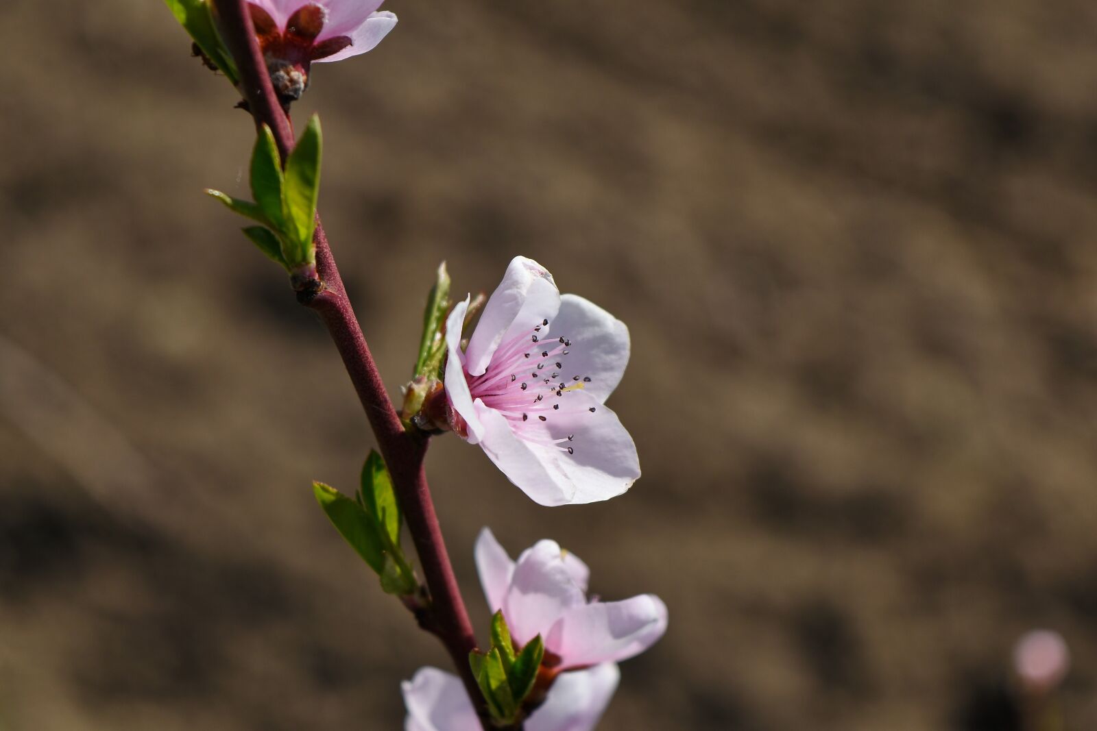 Nikon D5500 sample photo. Pistil, spring time, flower photography