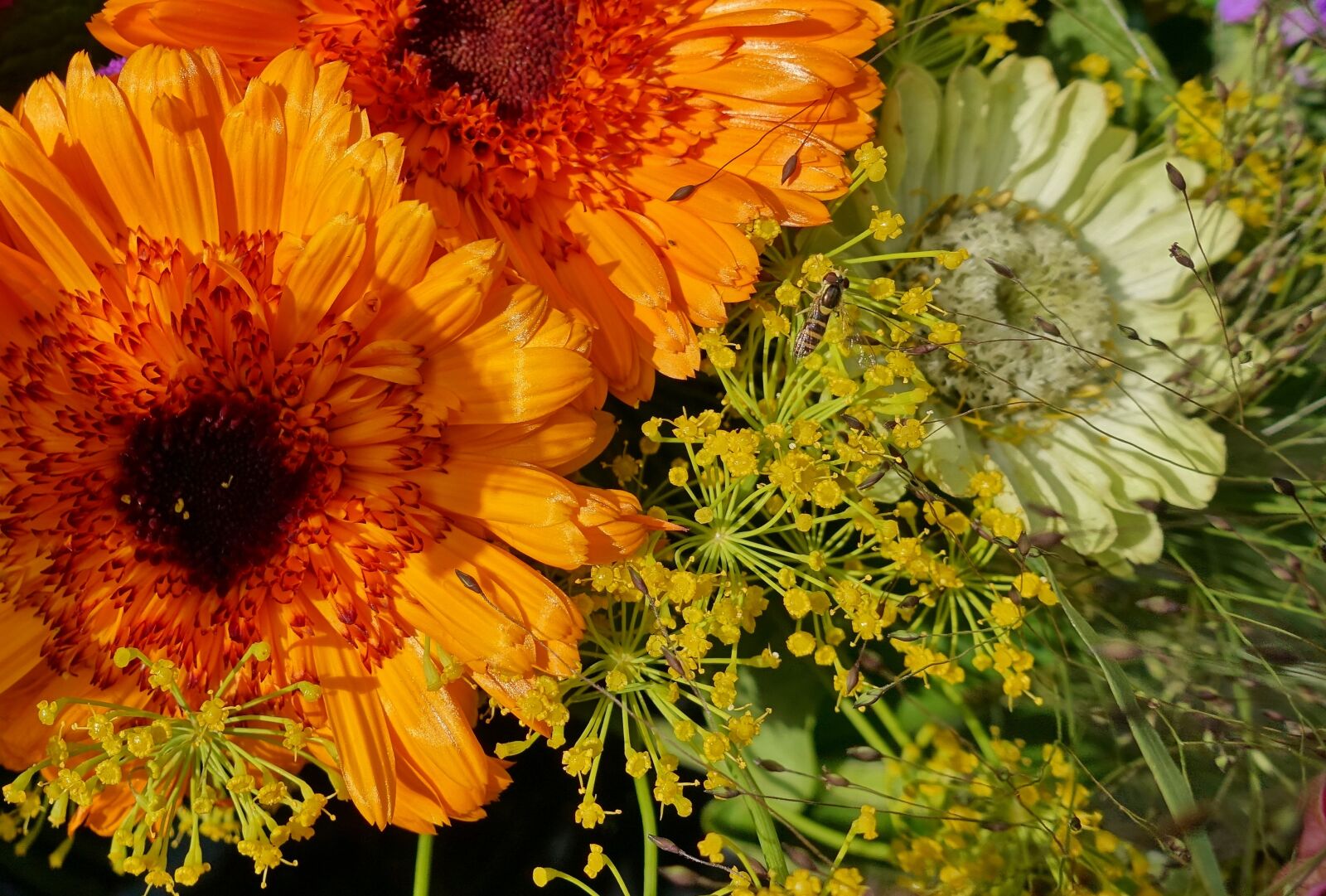 Sony DSC-RX100M5 sample photo. Summer flowers, colorful, color photography