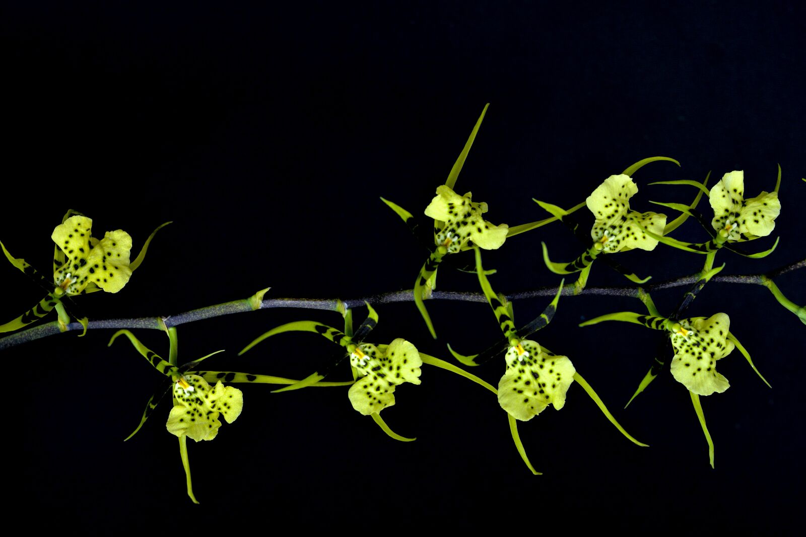 Nikon D7100 sample photo. Orchid, flower, yellow photography