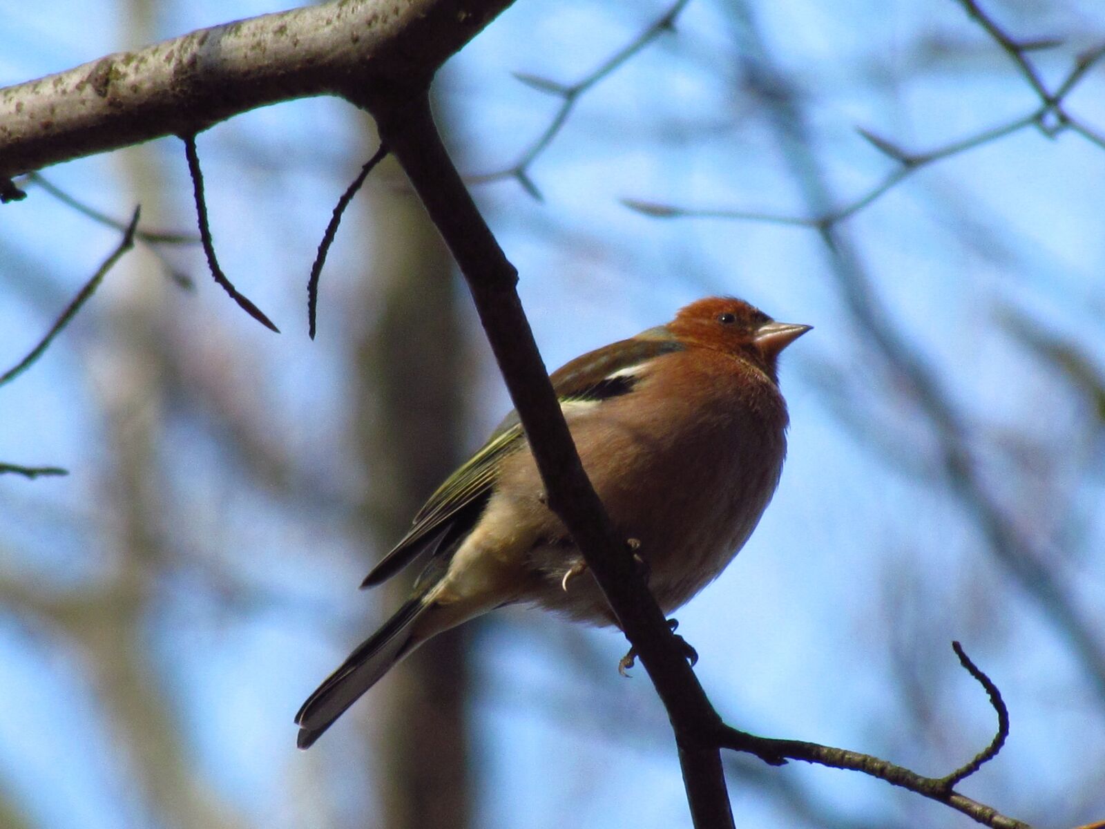 Canon PowerShot SX30 IS sample photo. Chaffinch, bird, nature photography