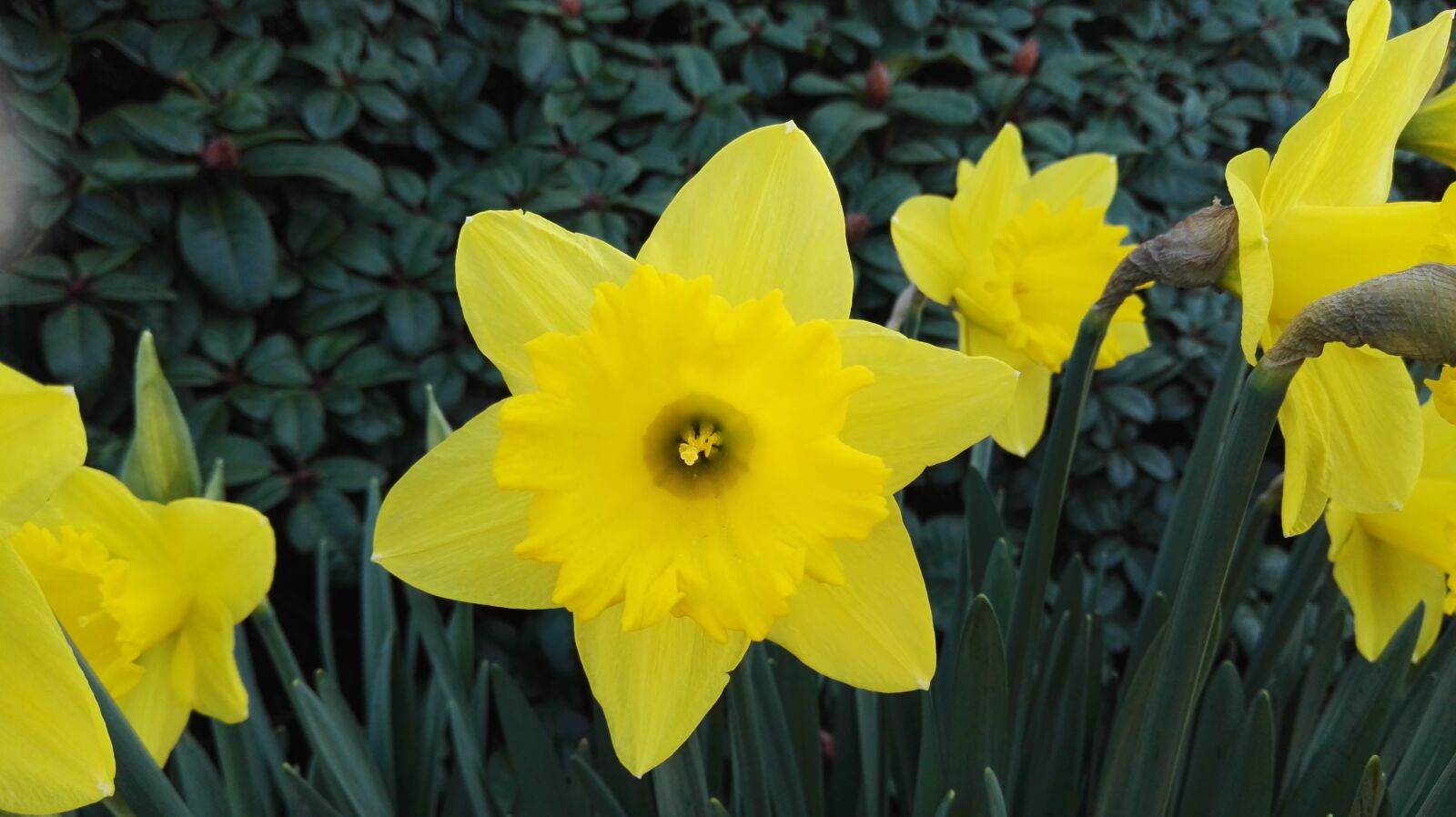 HUAWEI P8 sample photo. Yellow, flowers photography