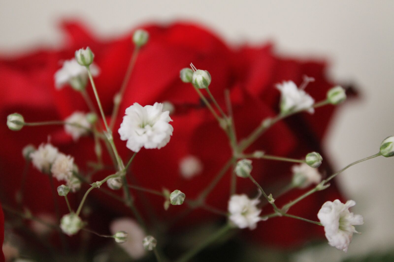 Canon EOS 1100D (EOS Rebel T3 / EOS Kiss X50) sample photo. Flower, rose, baby's breath photography