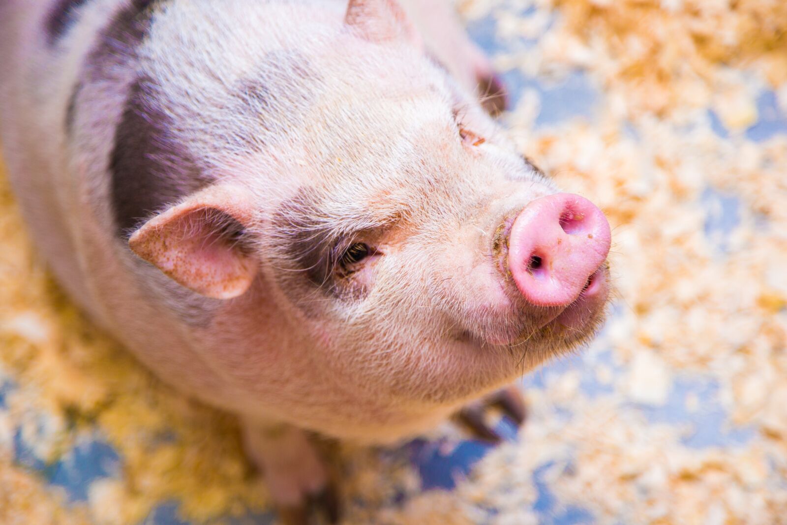Canon EOS 5D Mark III sample photo. Pig, the minipig, animal photography