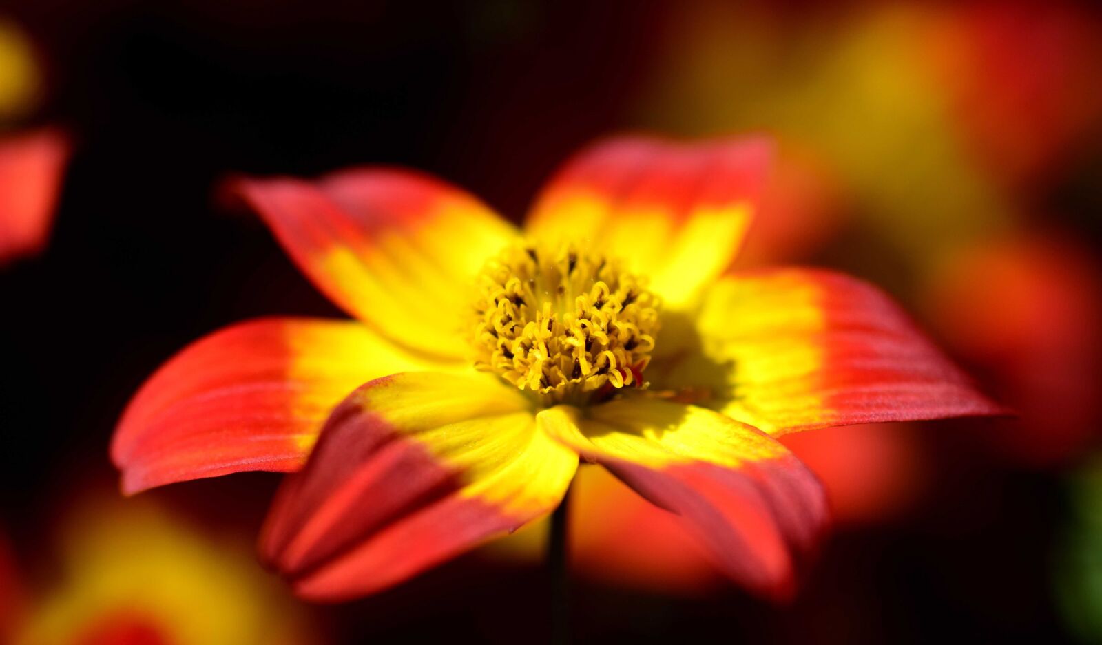 Nikon D3300 sample photo. Nature, macro, wildflower, petal photography